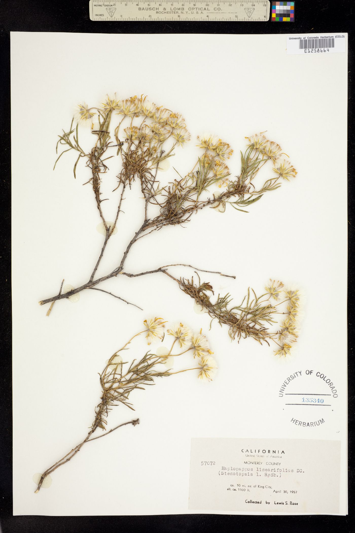 Ericameria linearifolia image