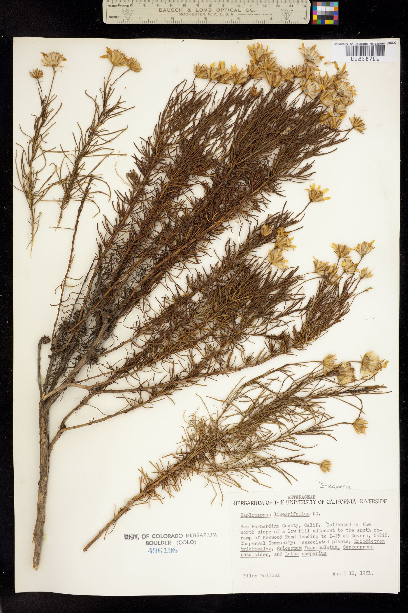 Ericameria linearifolia image