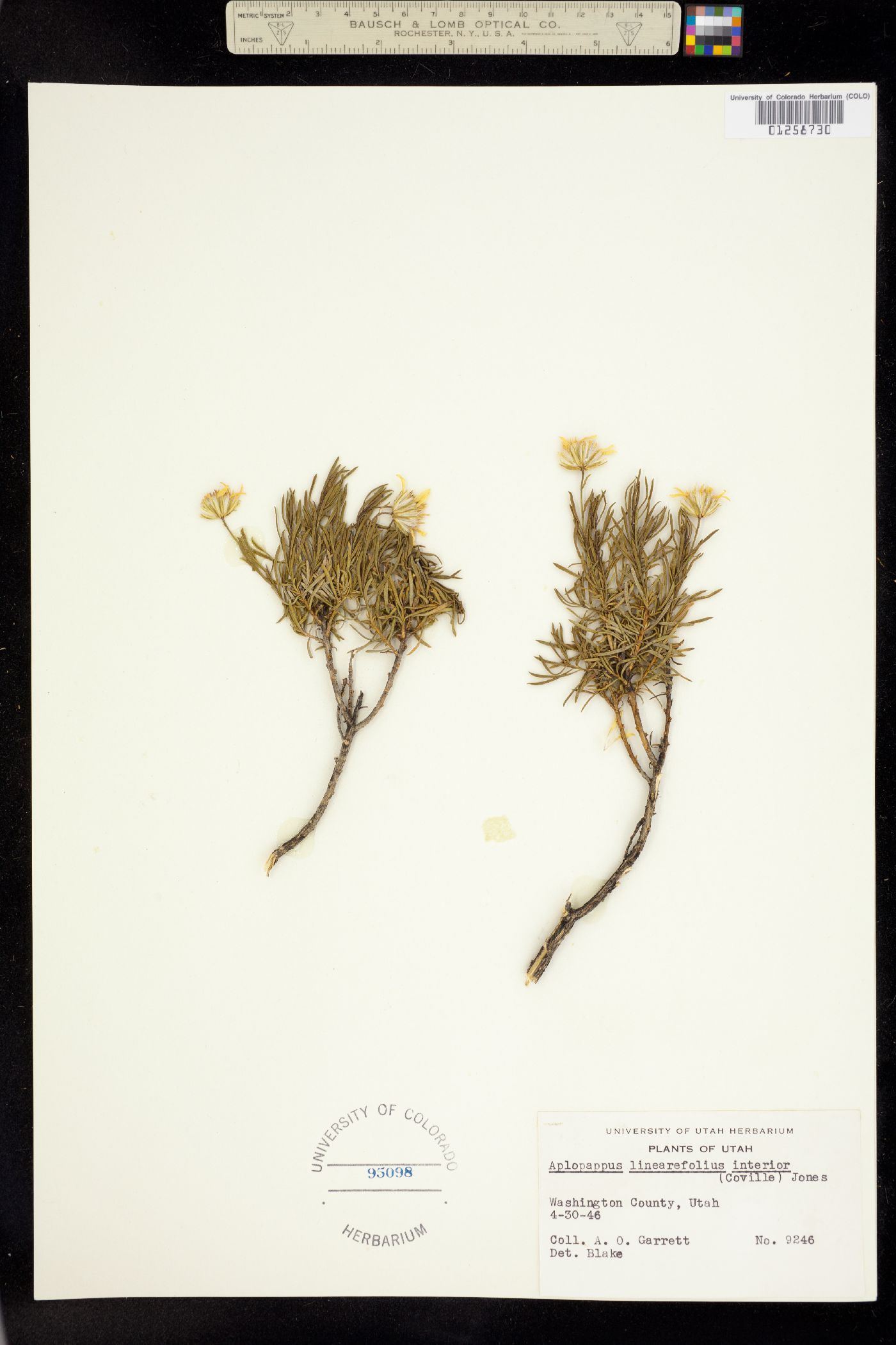 Ericameria linearifolia image