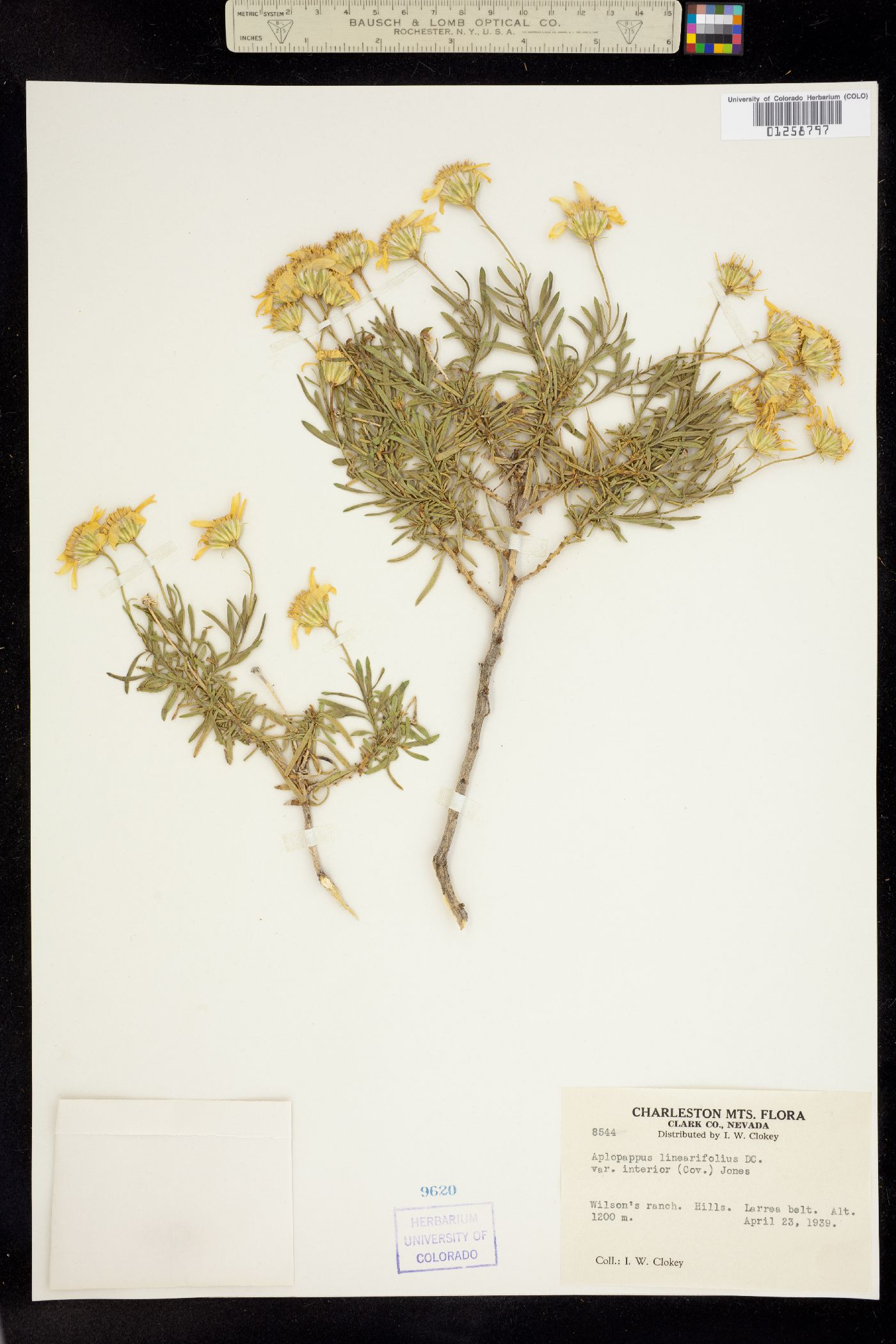 Ericameria linearifolia image