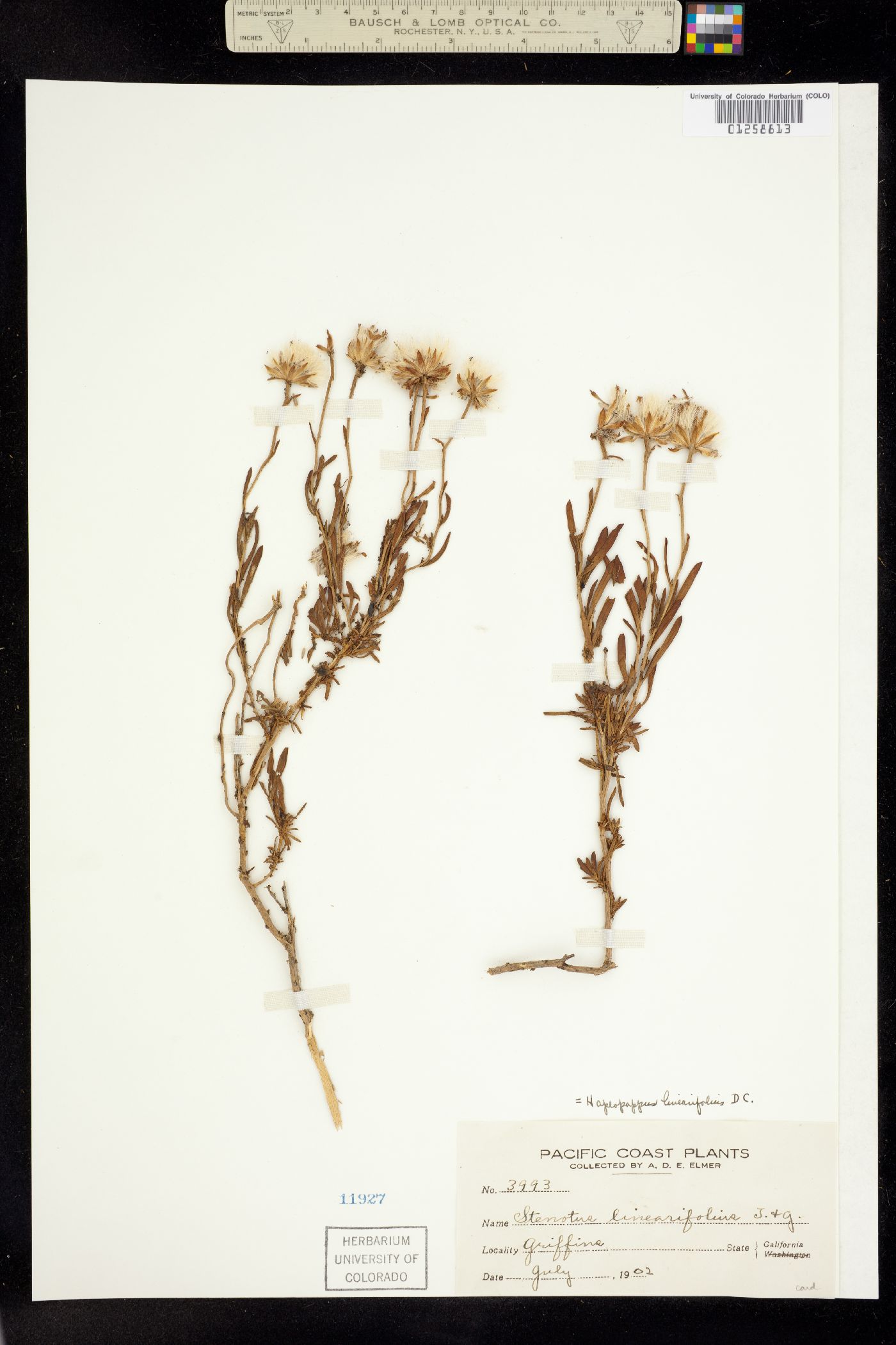 Ericameria linearifolia image