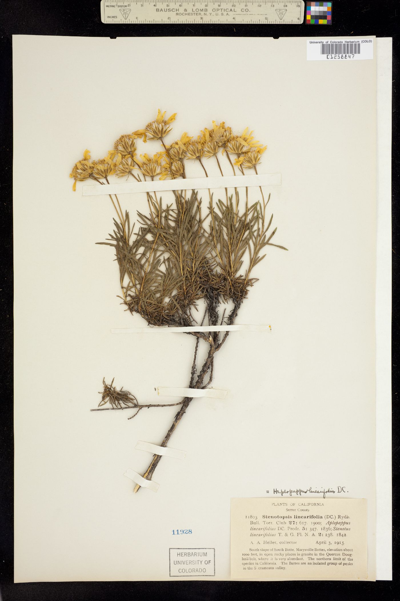 Ericameria linearifolia image