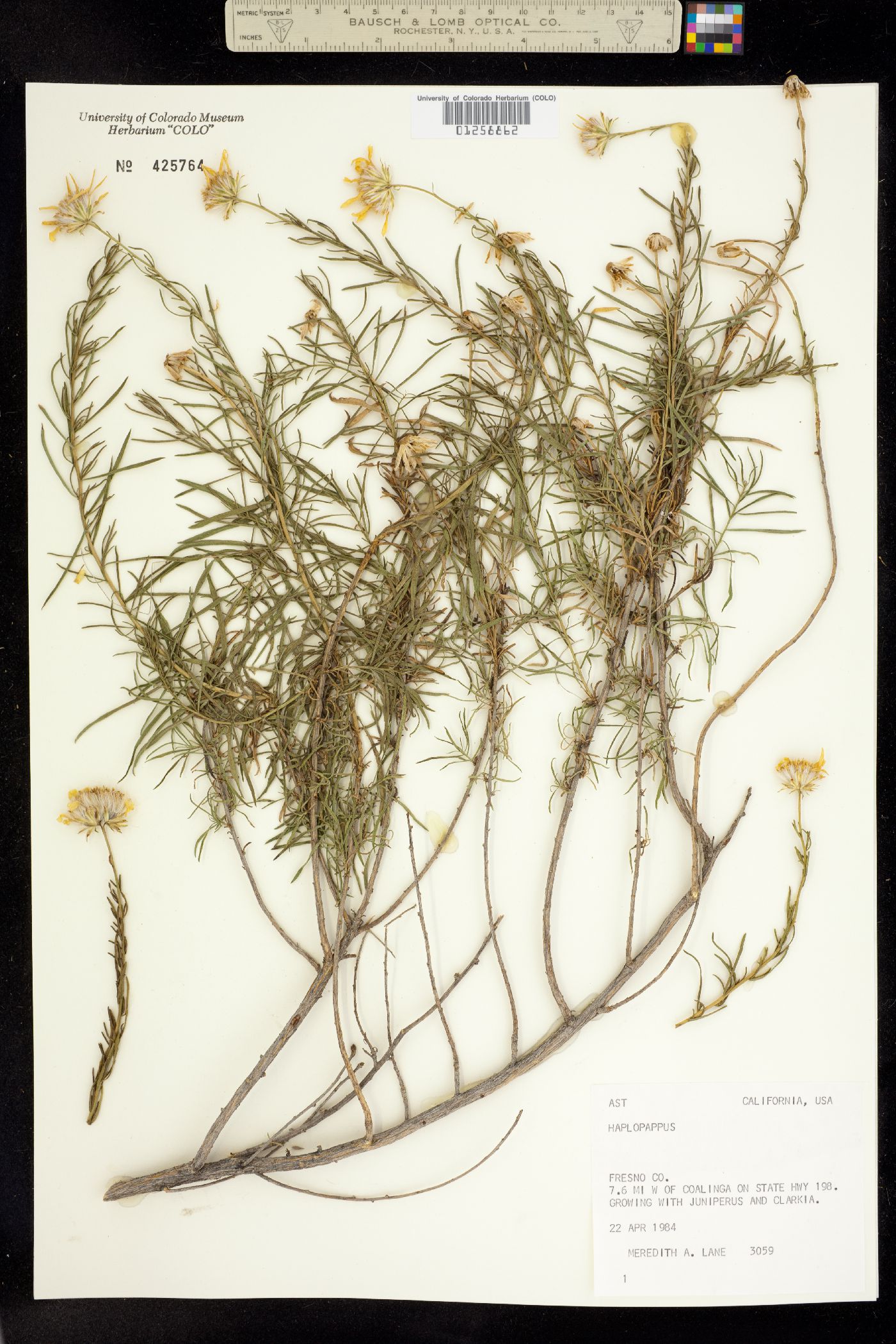 Ericameria linearifolia image