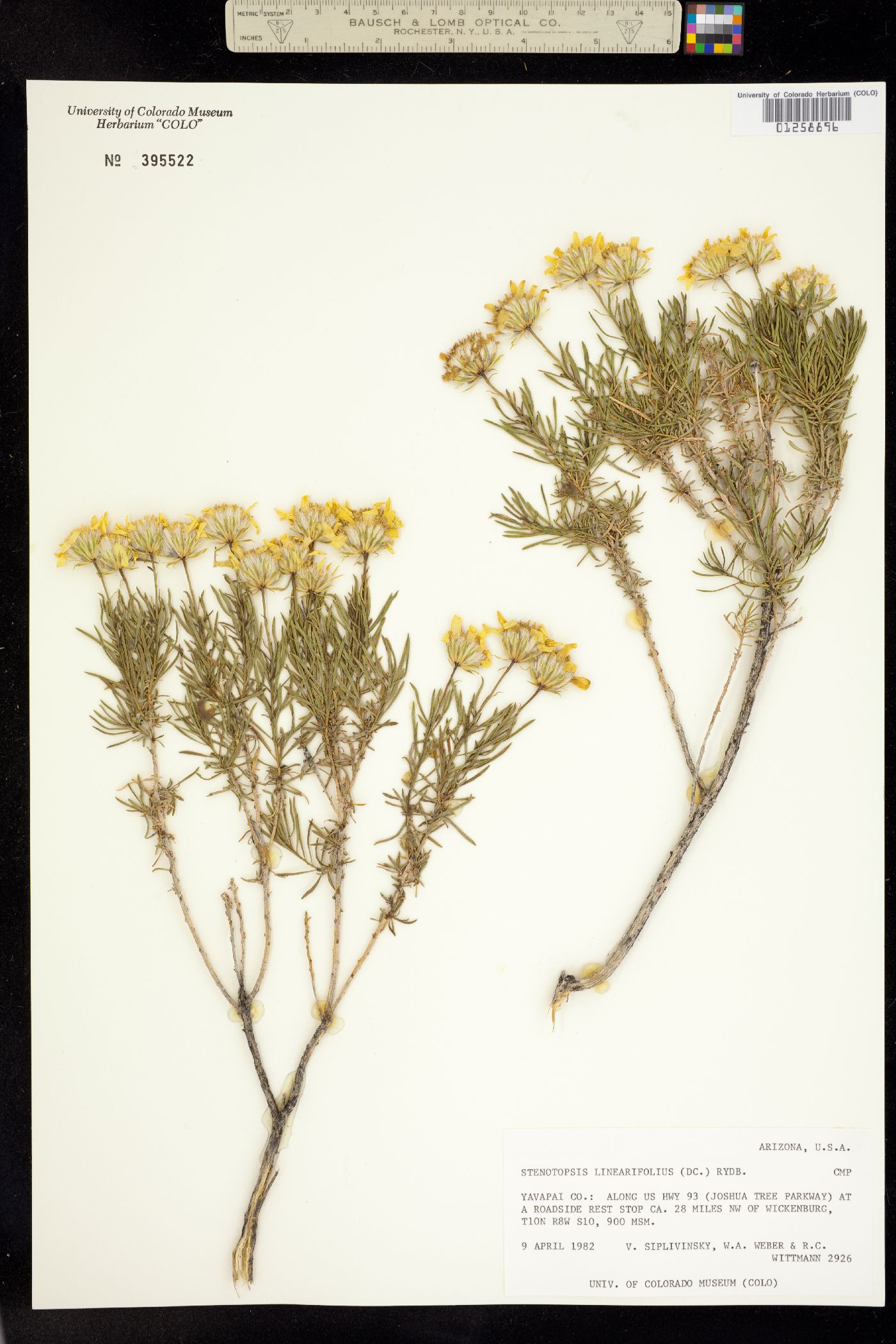 Ericameria linearifolia image