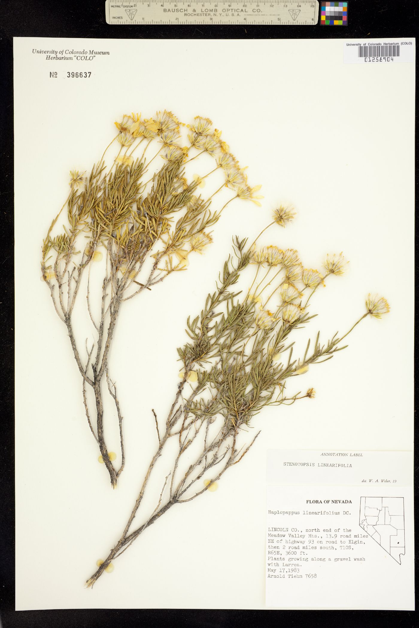 Ericameria image