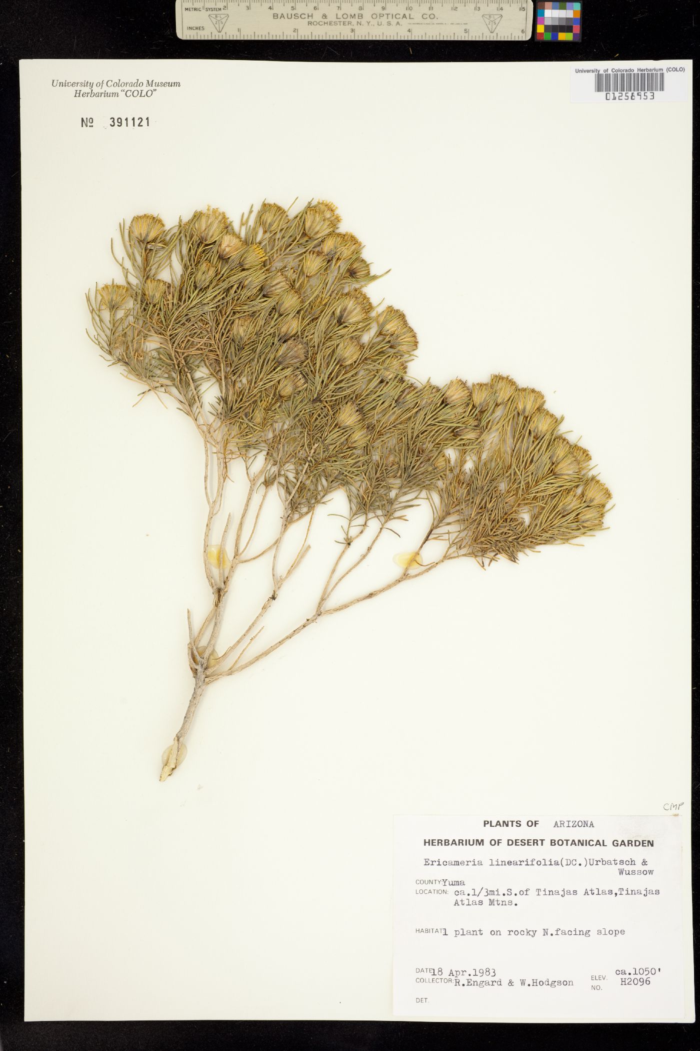 Ericameria linearifolia image
