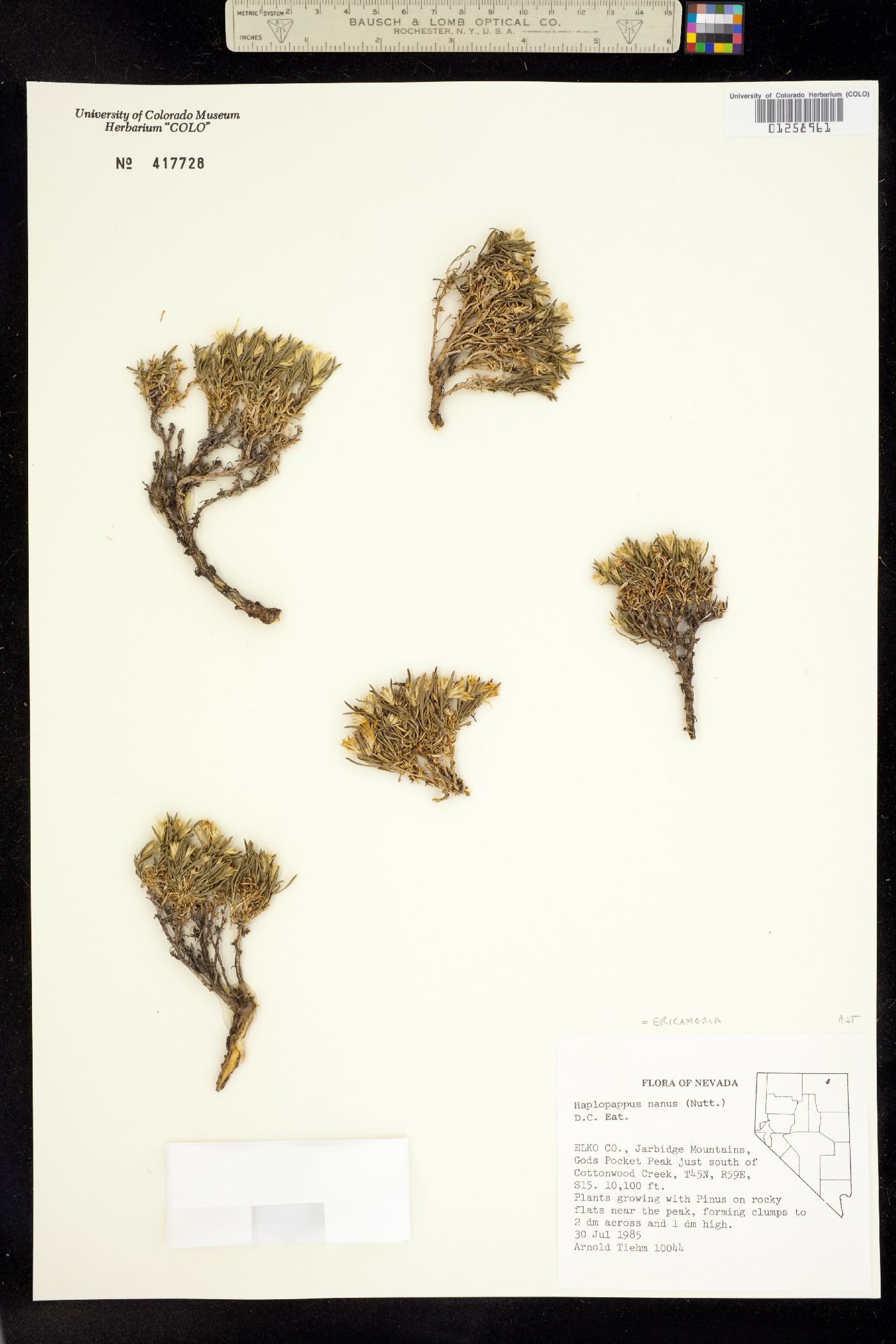 Ericameria nana image