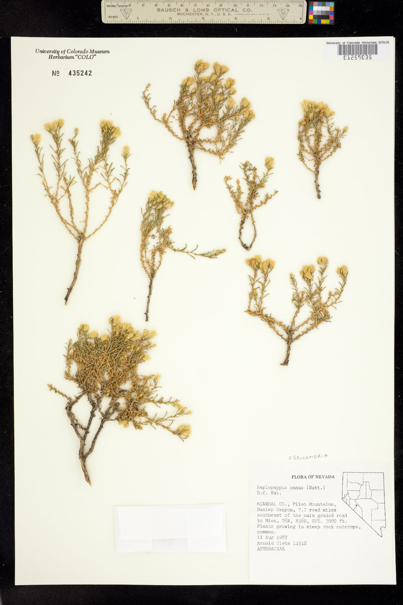 Ericameria nana image