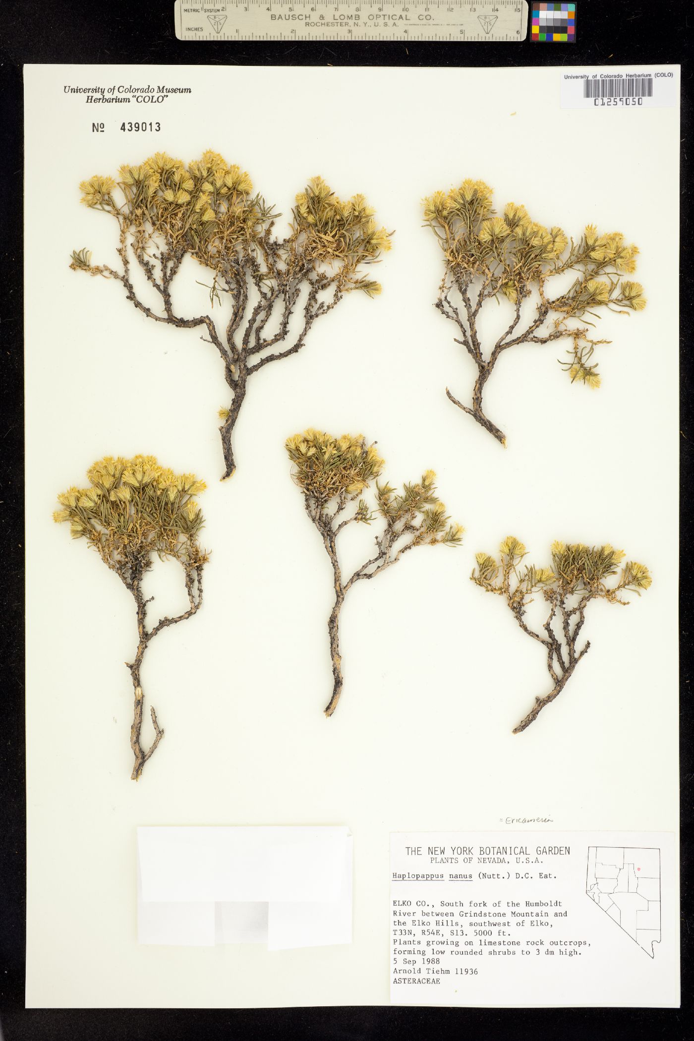 Ericameria nana image