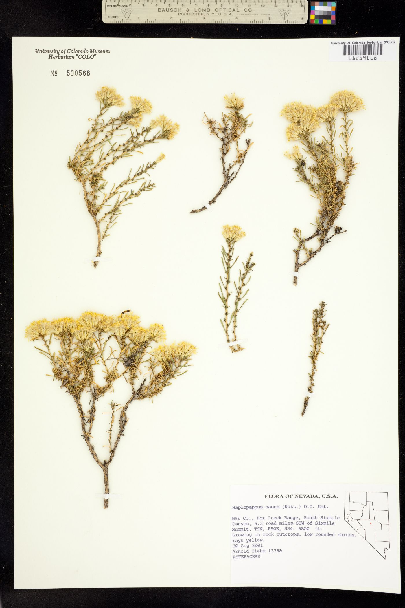 Ericameria nana image