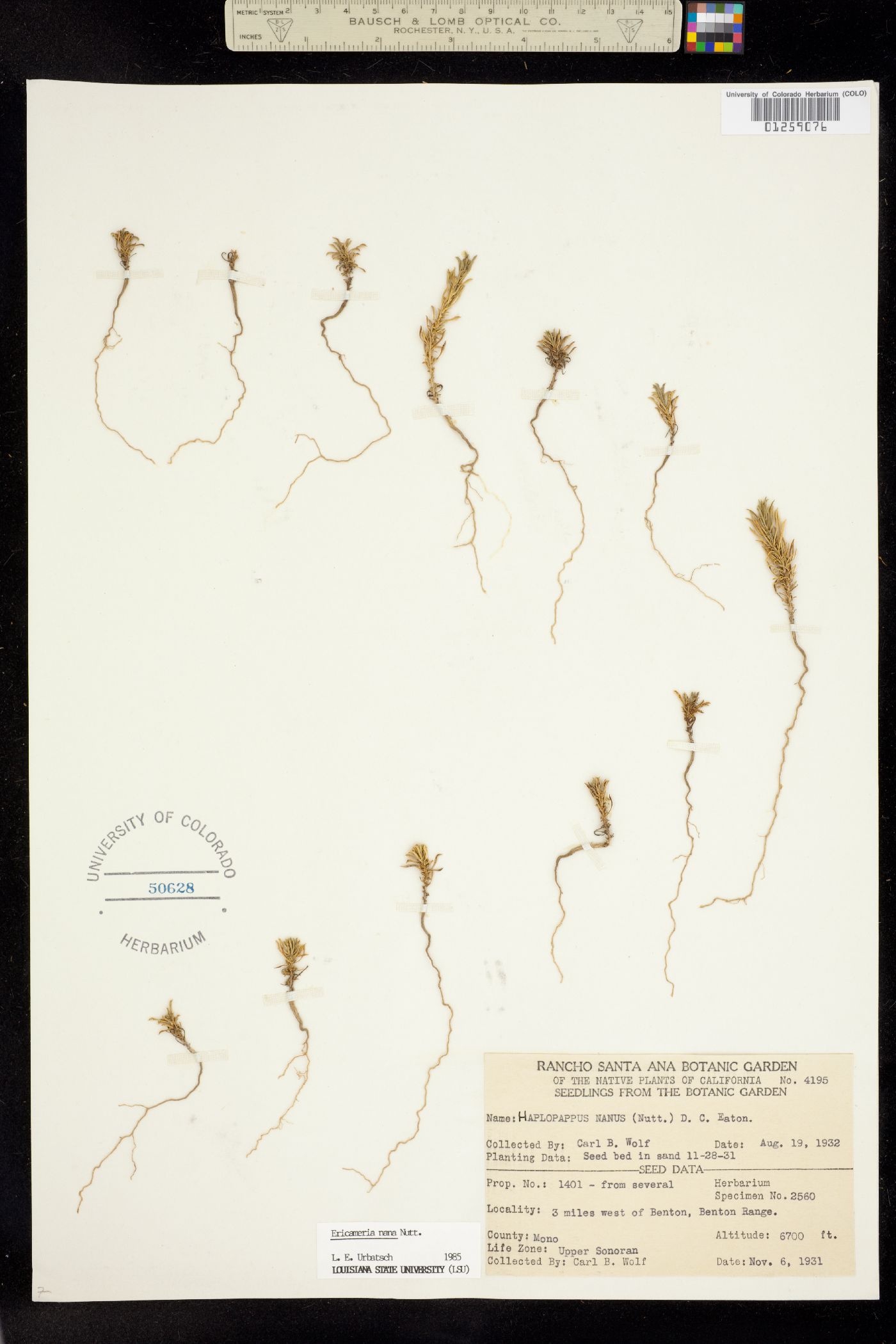 Ericameria nana image