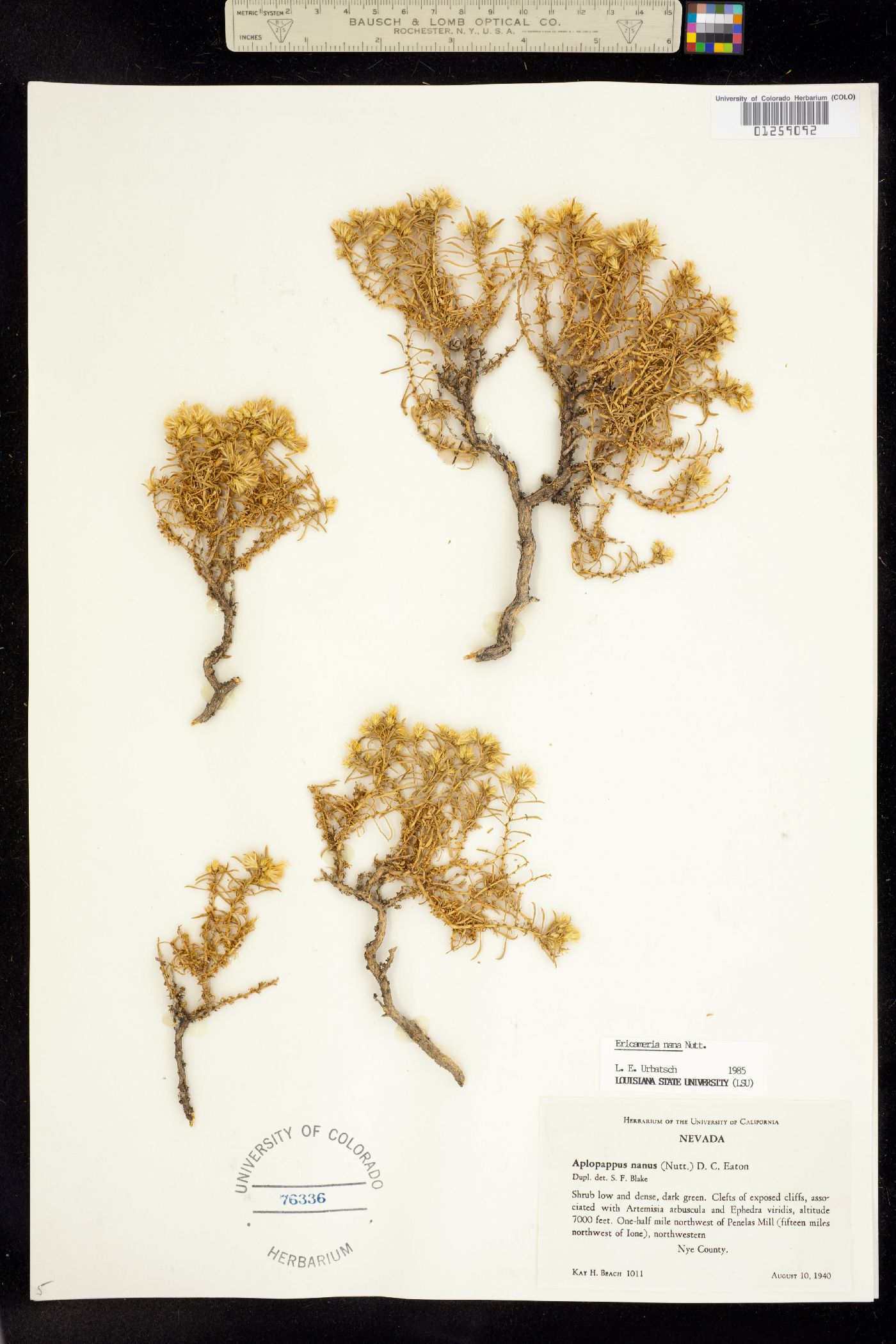 Ericameria nana image