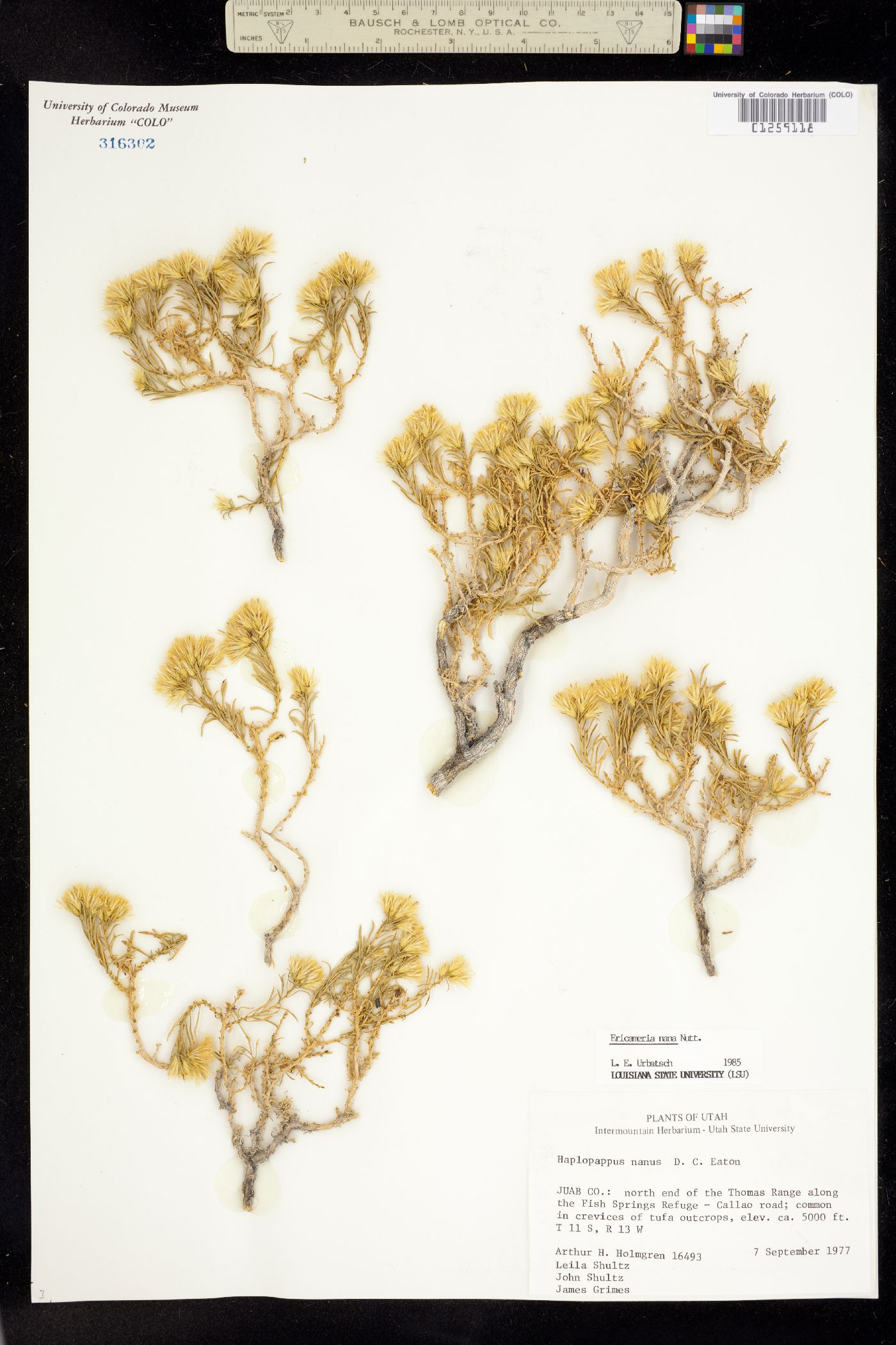 Ericameria nana image