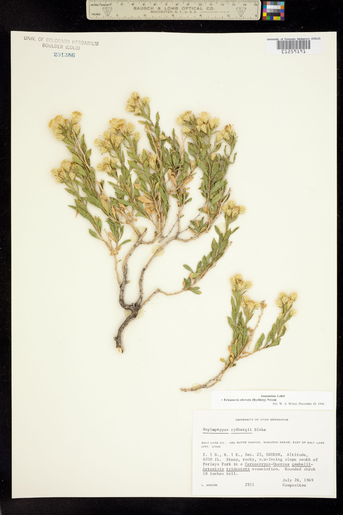 Ericameria obovata image