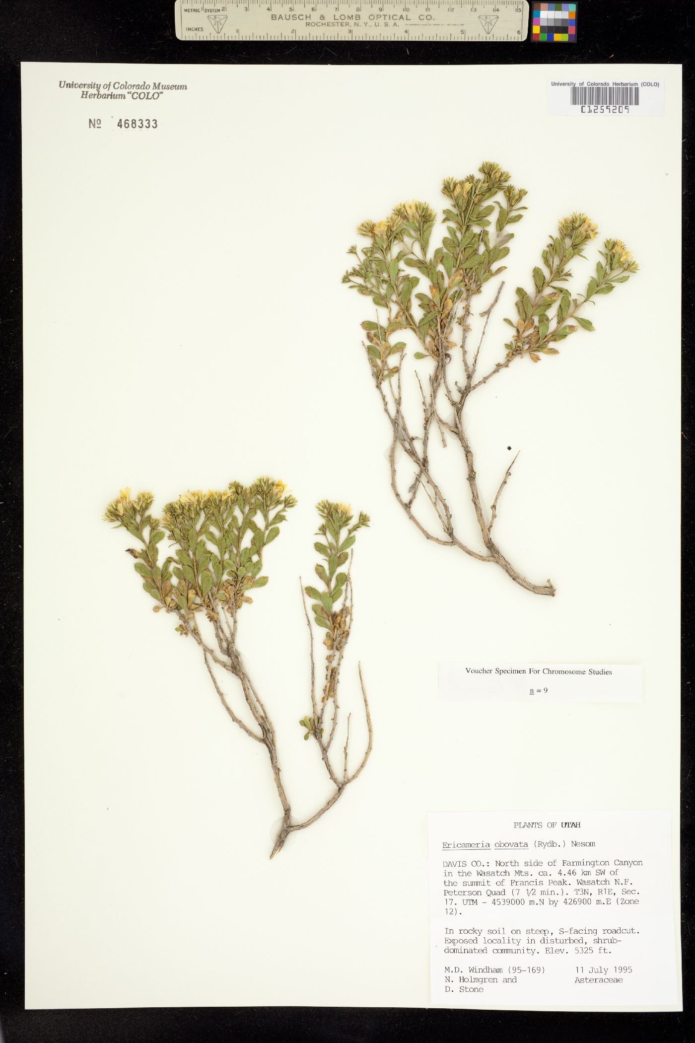Ericameria obovata image