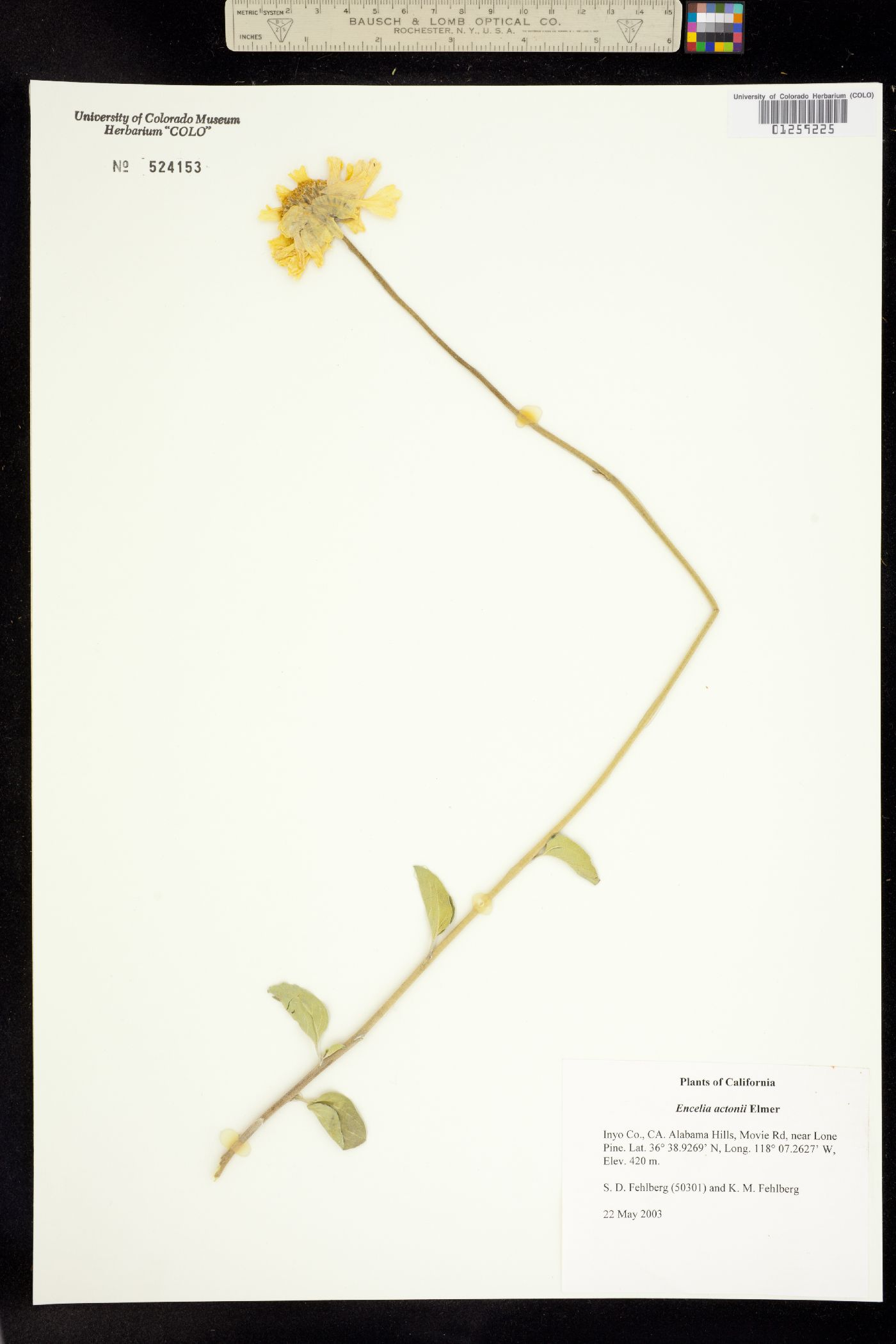 Encelia actonii image