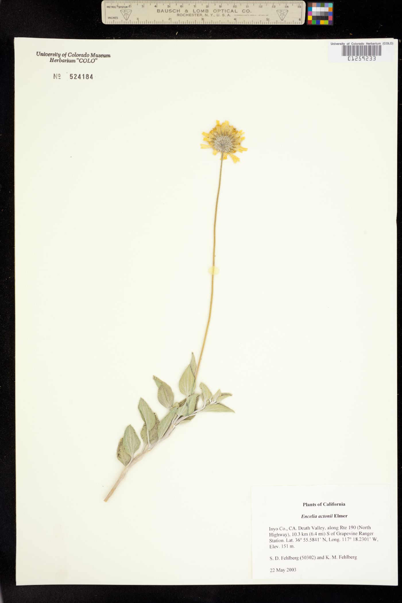 Encelia actonii image