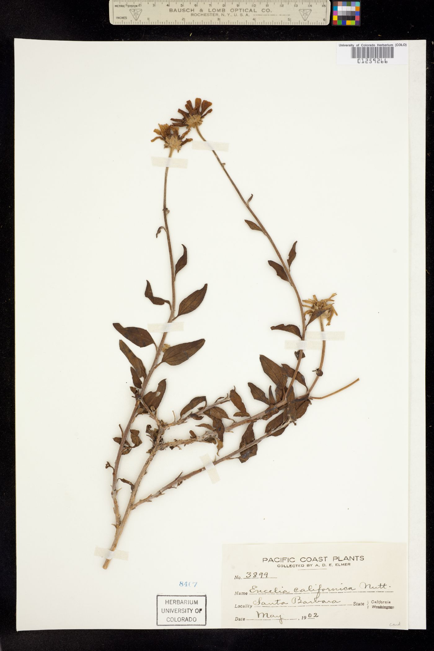 Encelia californica image