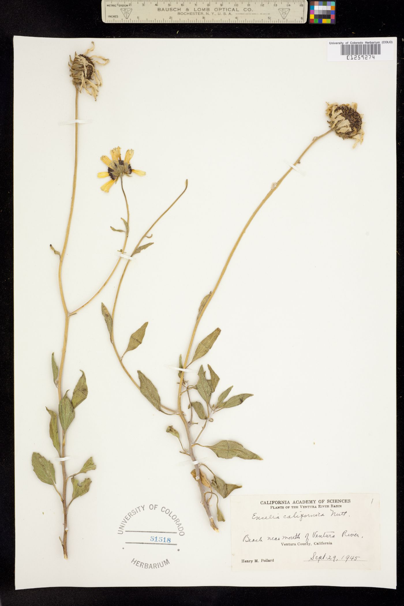 Encelia californica image