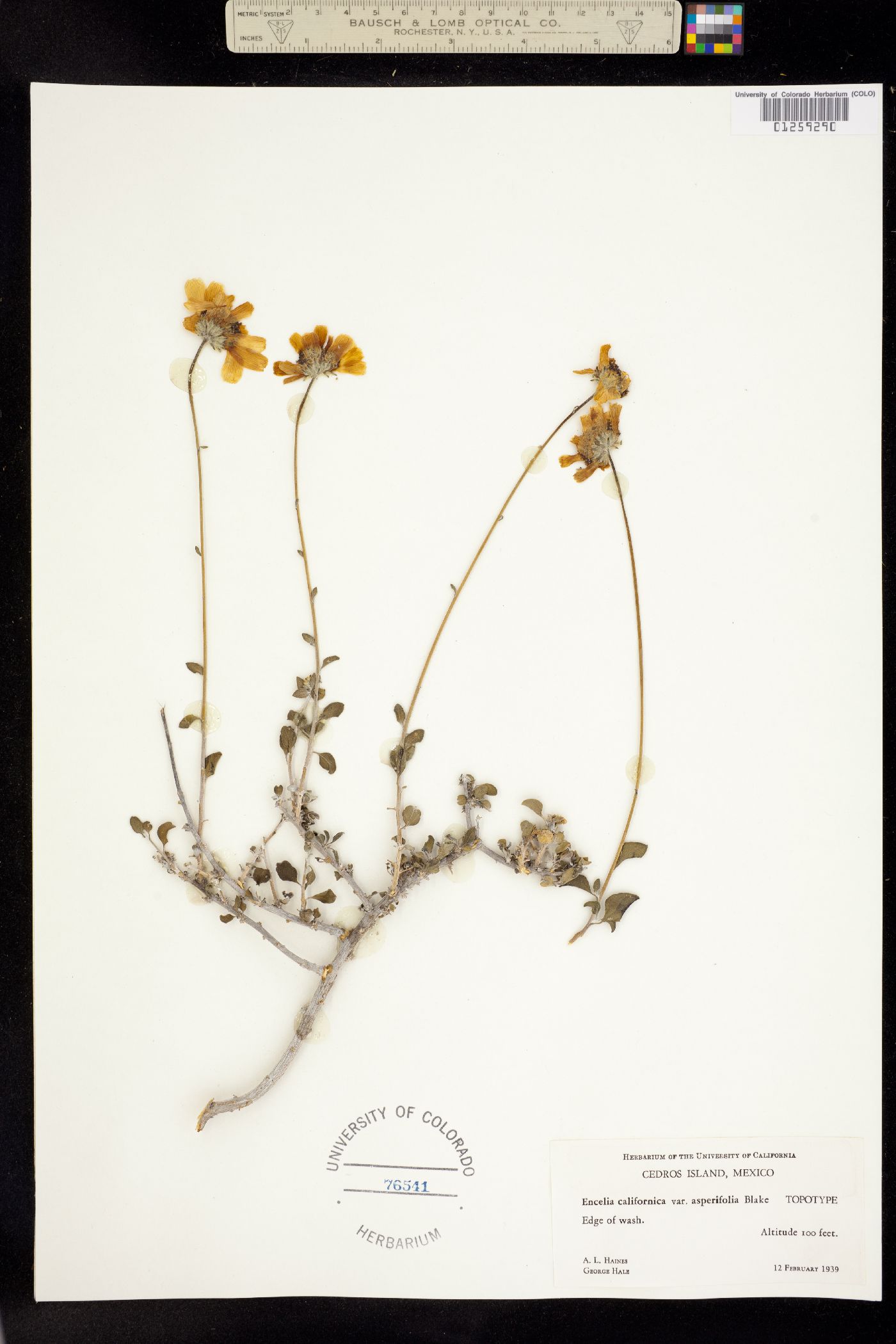 Encelia californica image