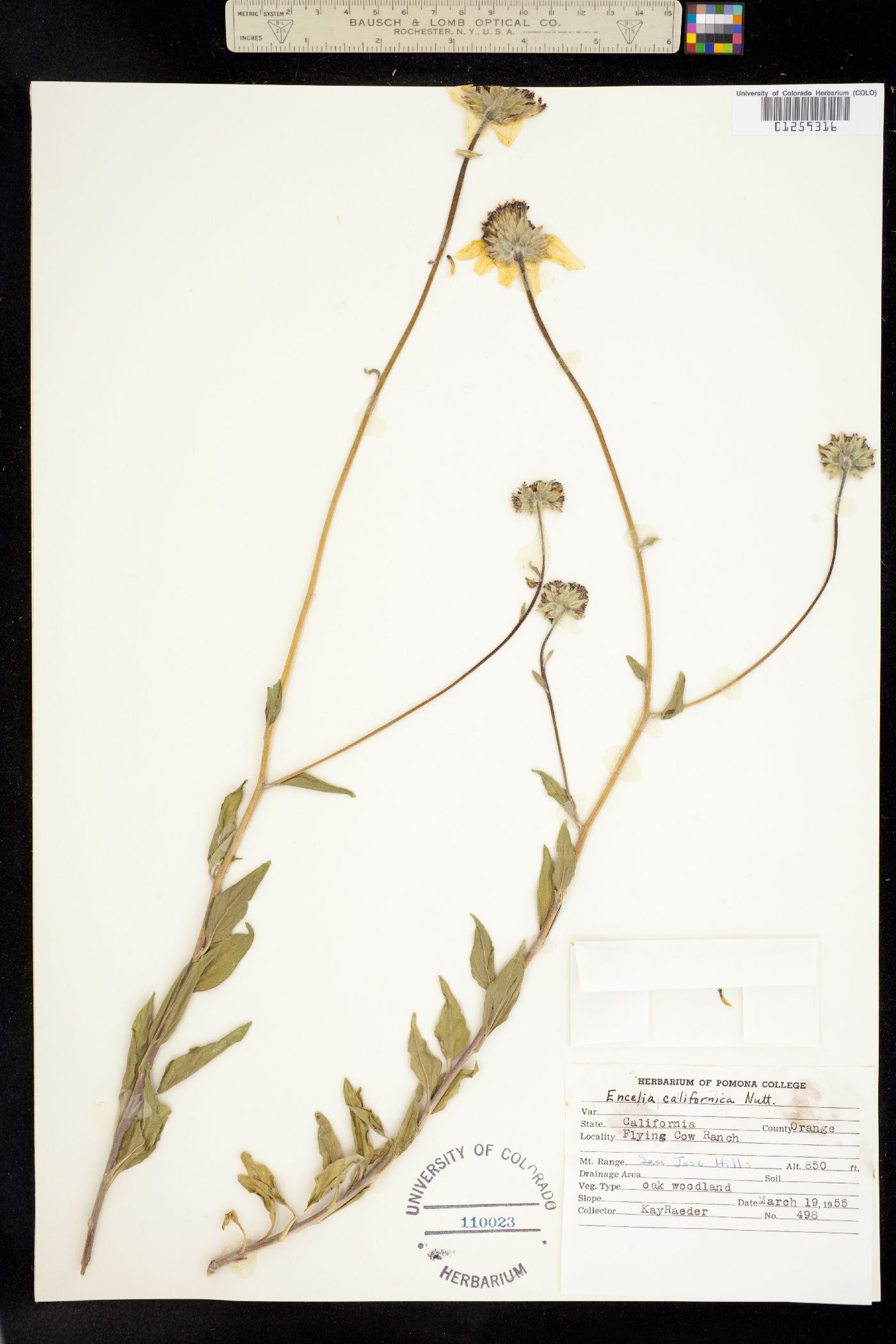 Encelia image