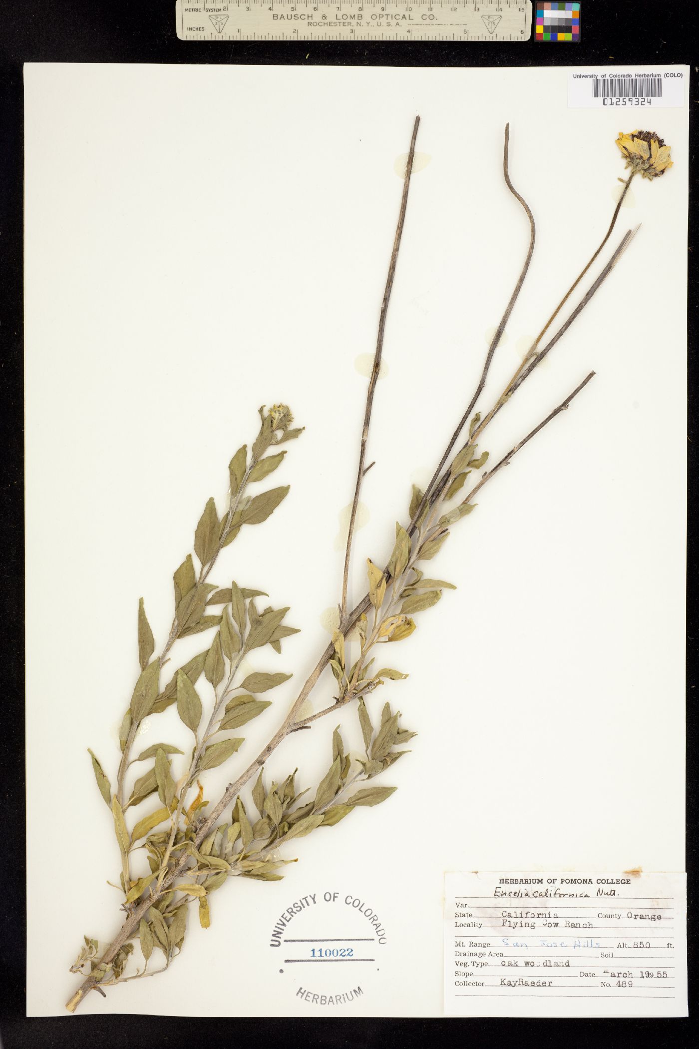 Encelia californica image