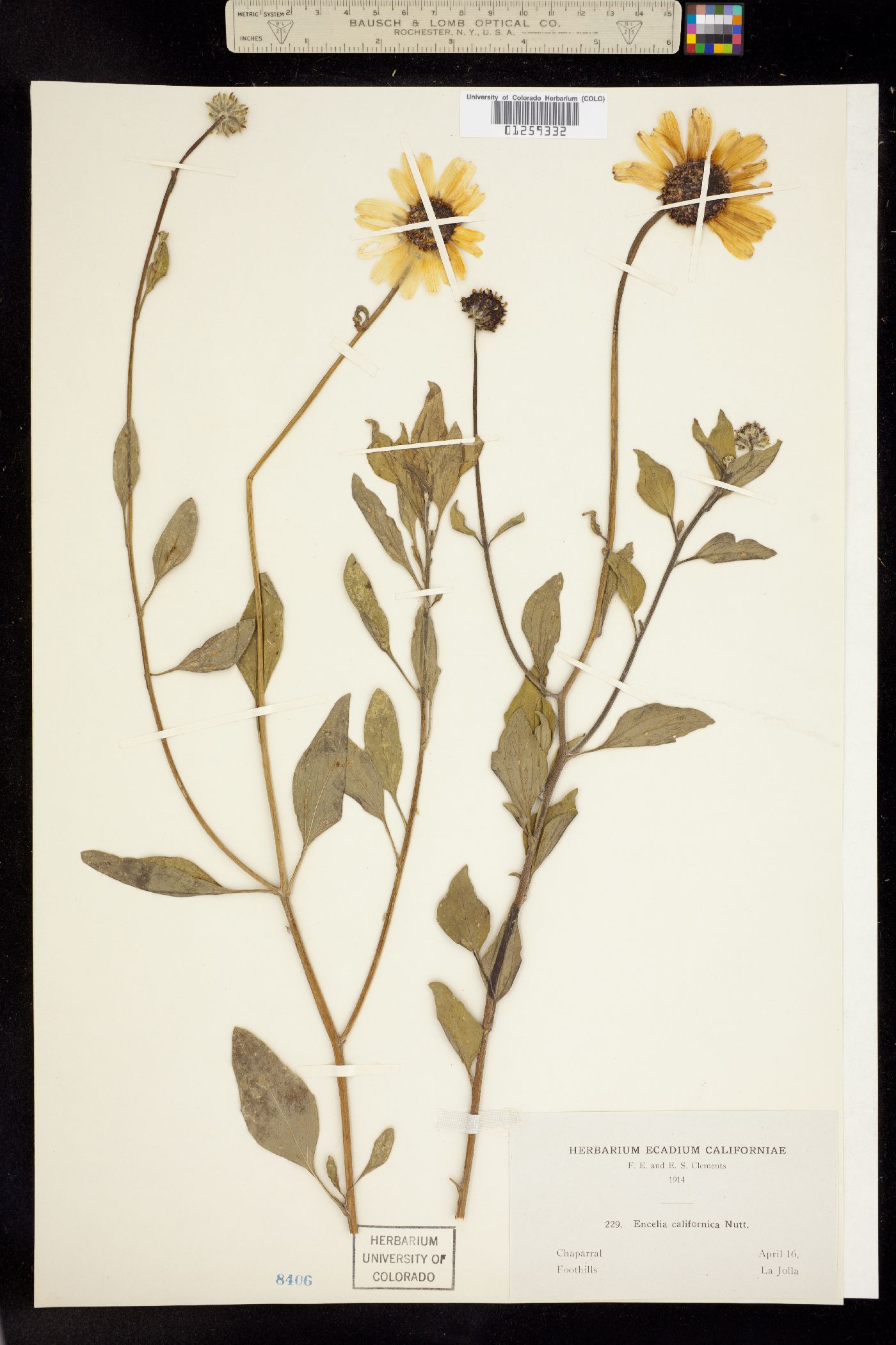 Encelia californica image
