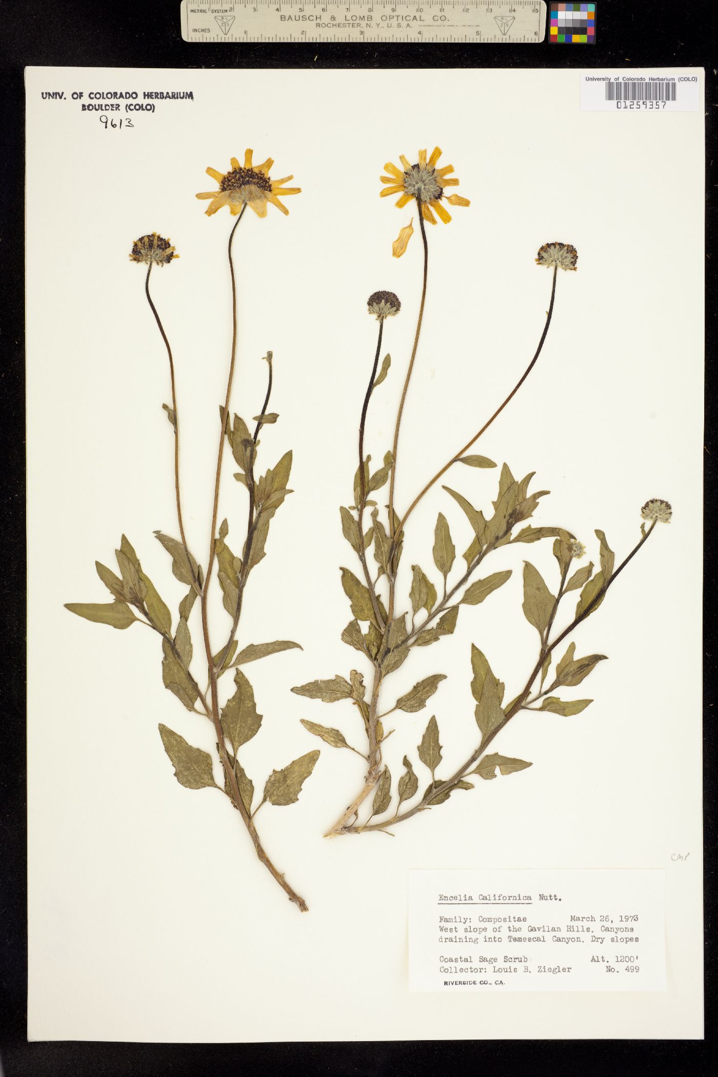 Encelia californica image