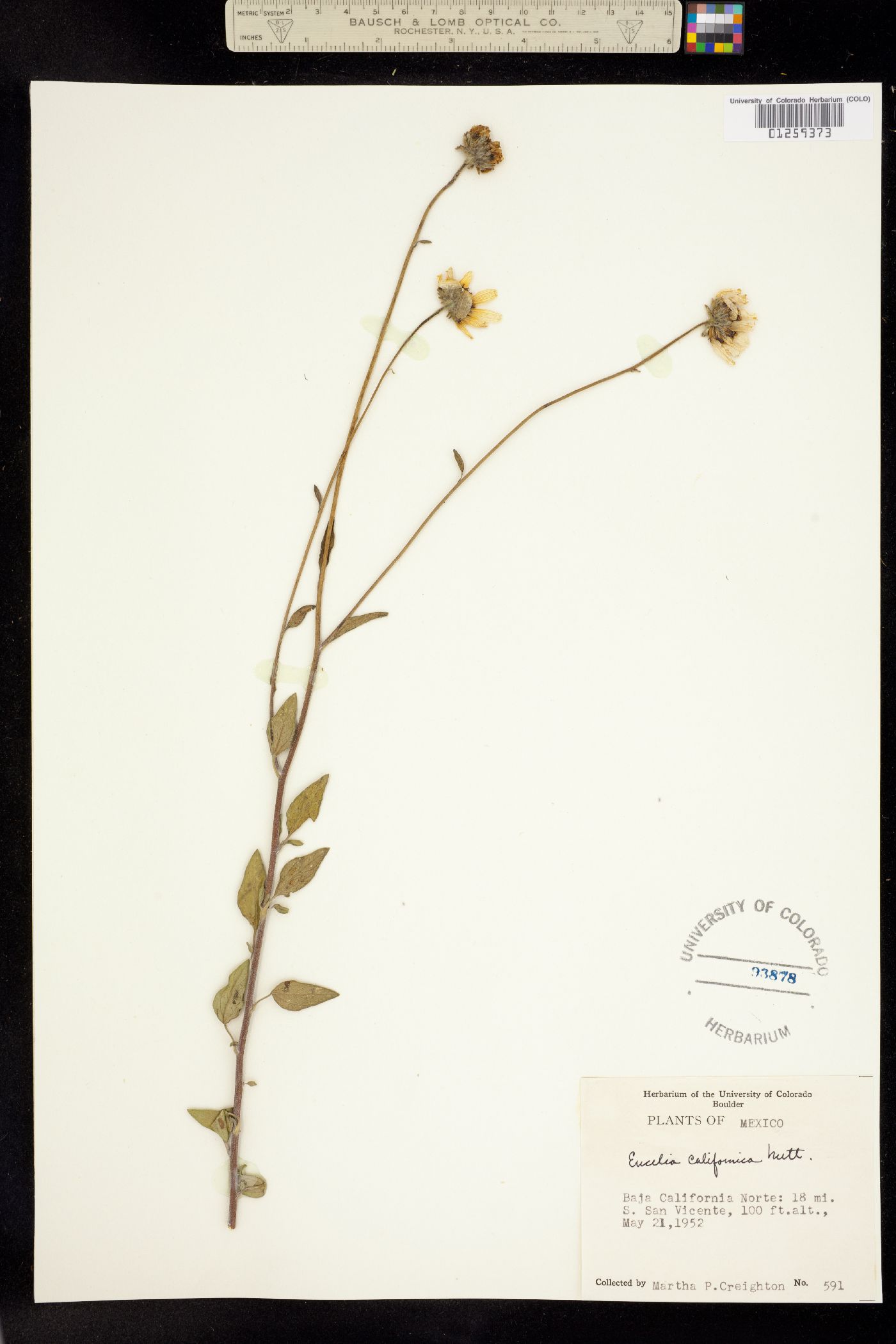Encelia californica image