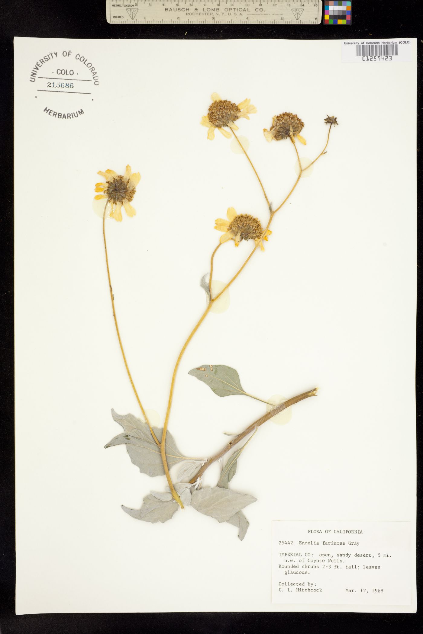 Encelia farinosa image