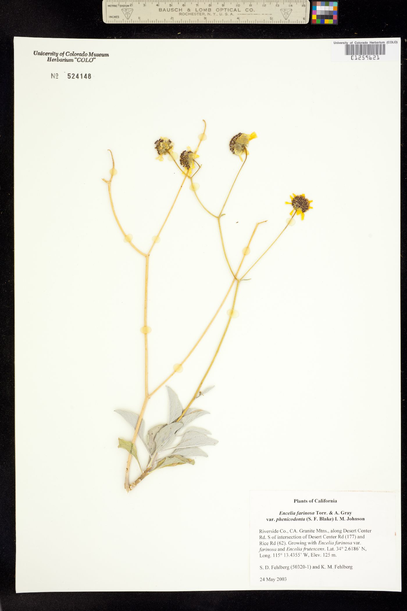 Encelia farinosa image