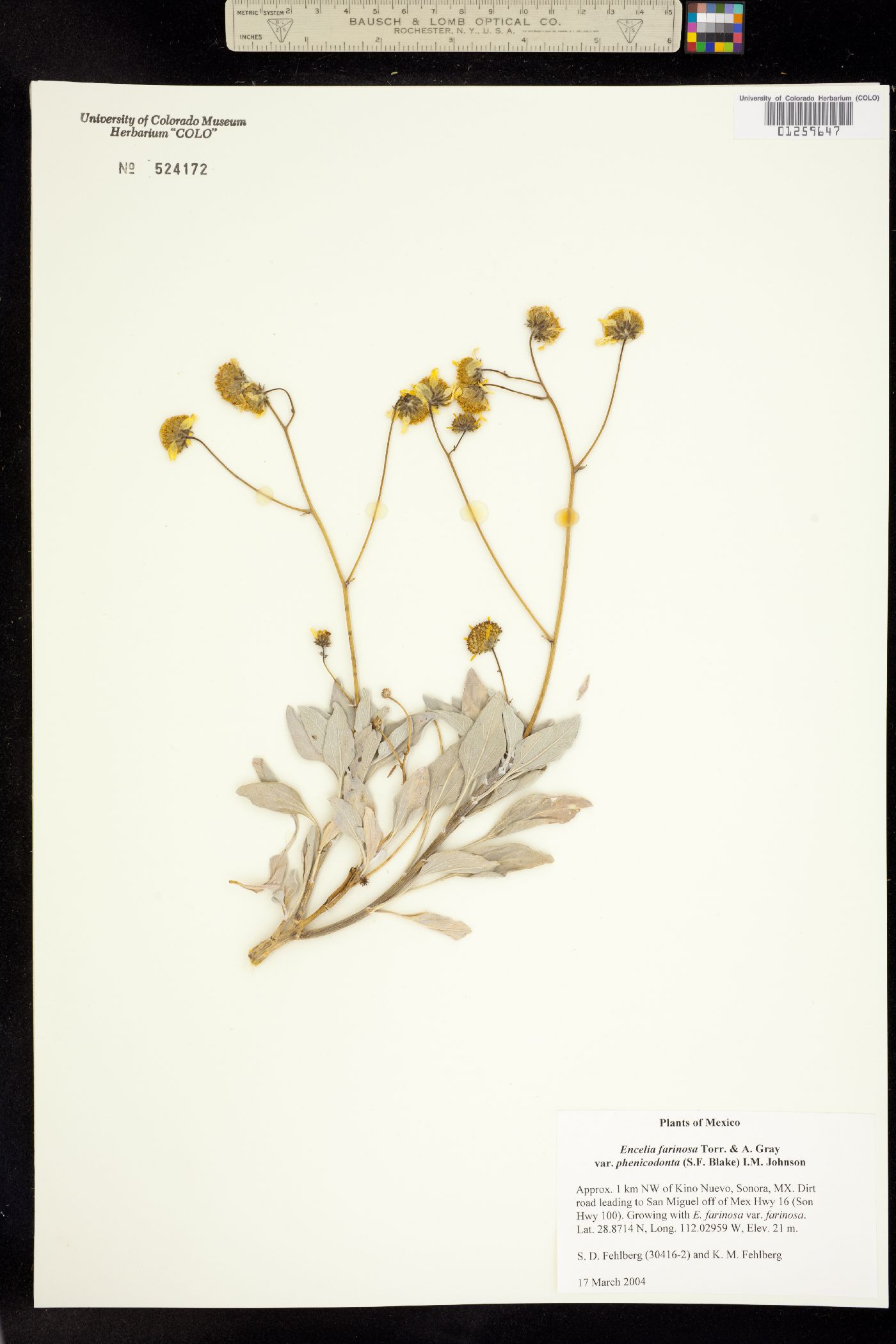 Encelia farinosa image