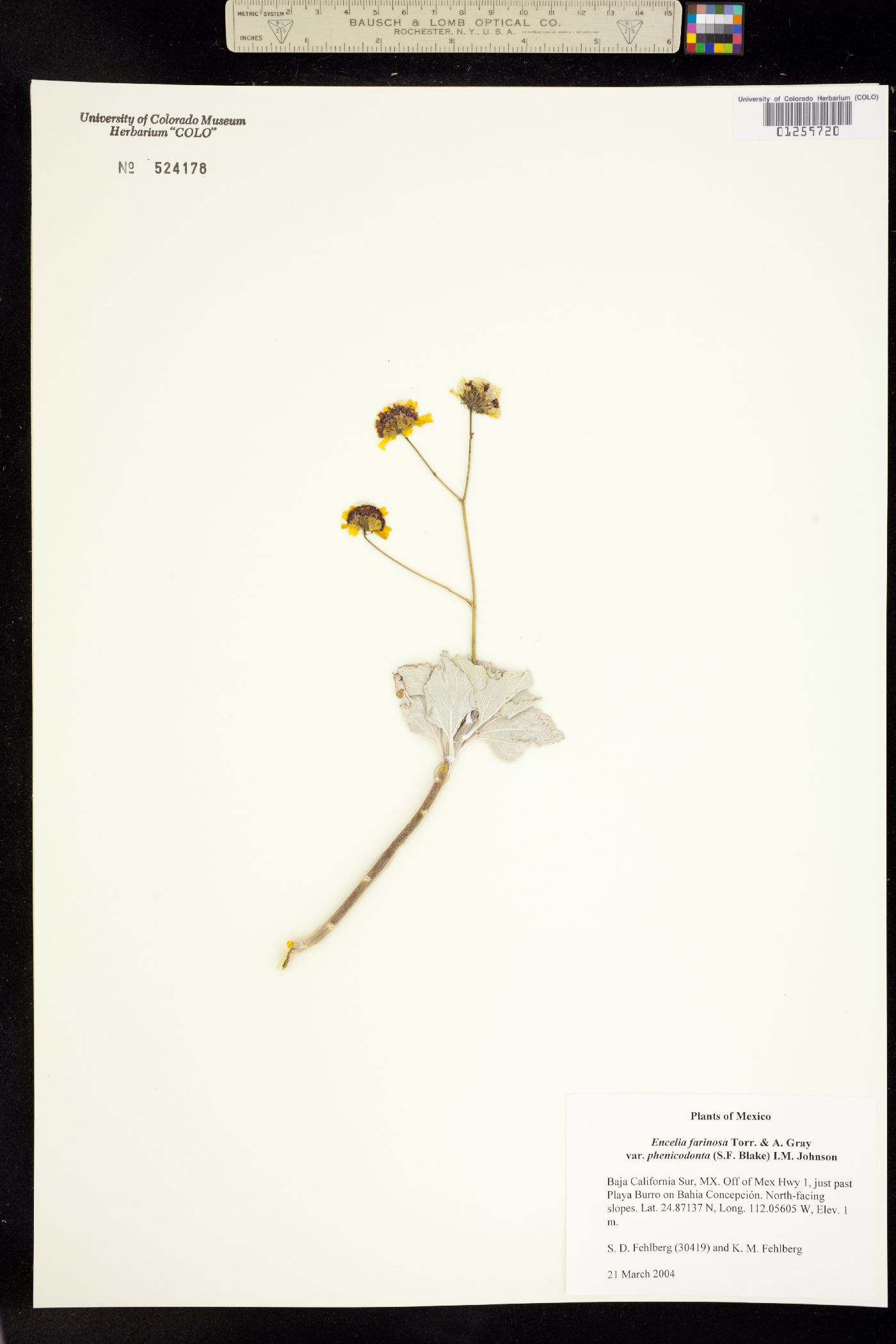 Encelia farinosa image