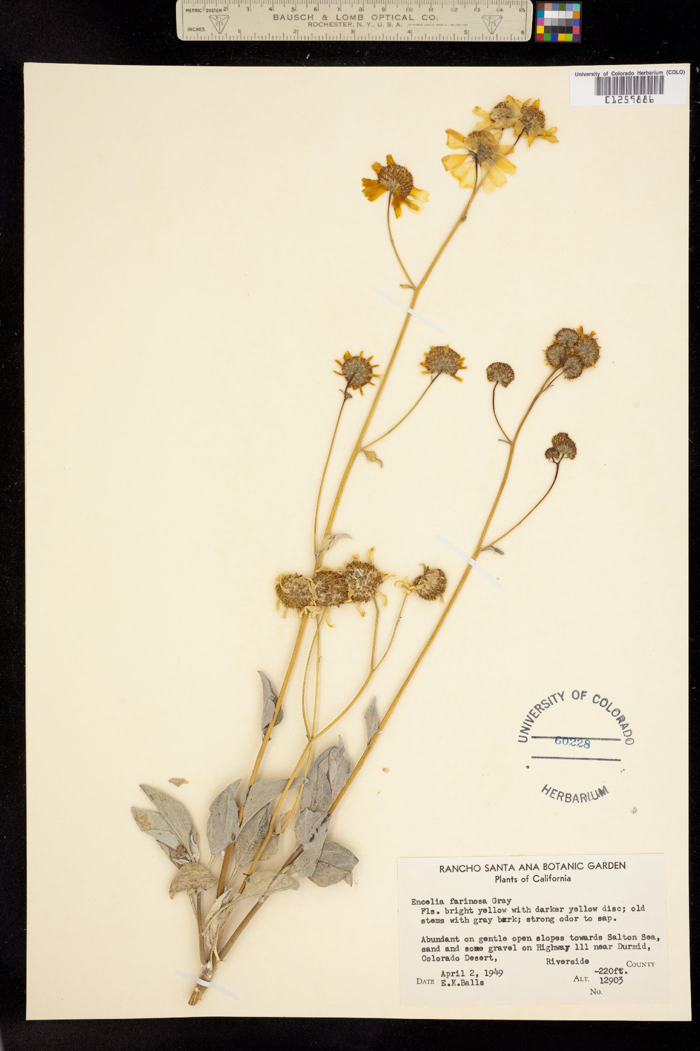 Encelia farinosa image