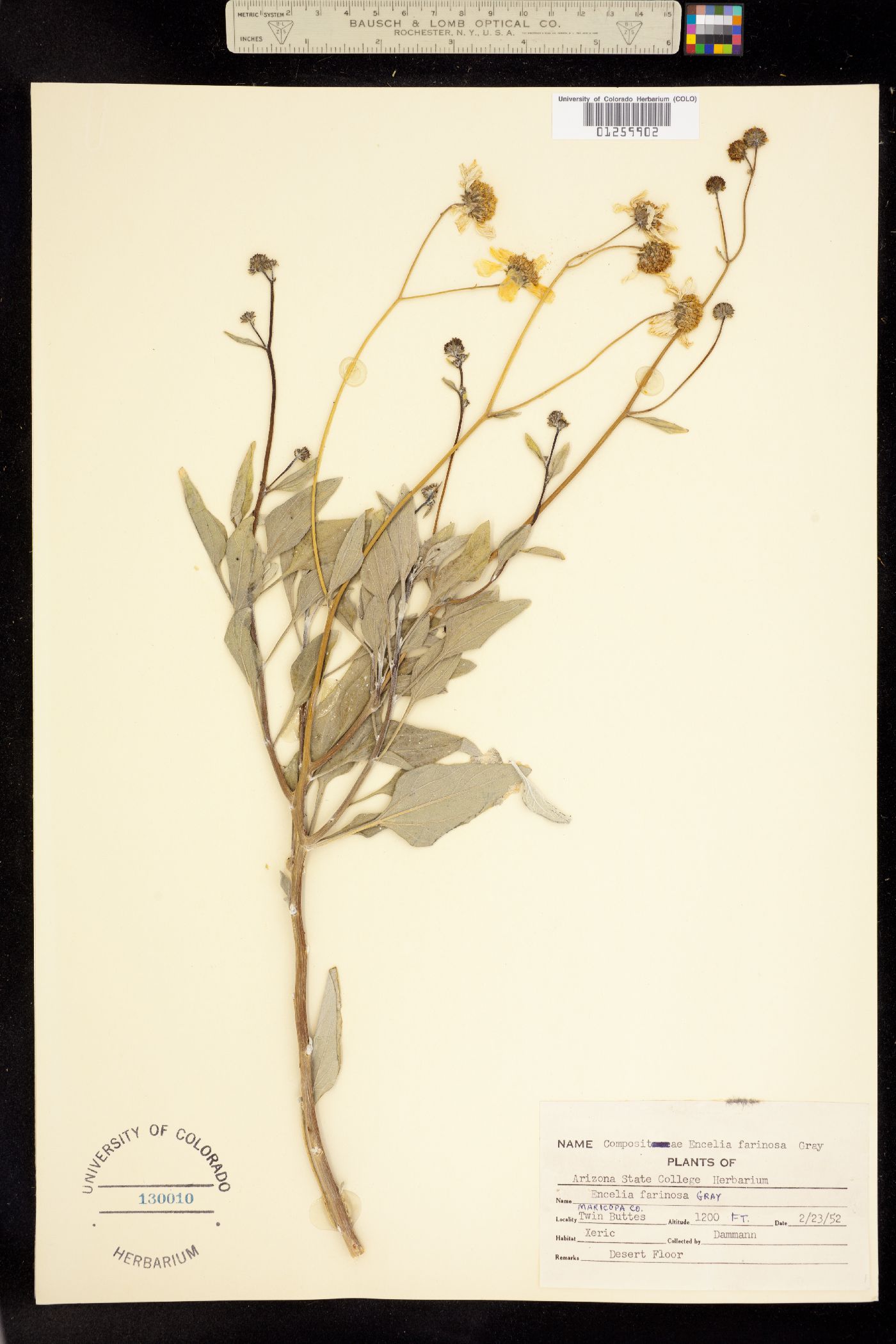 Encelia farinosa image