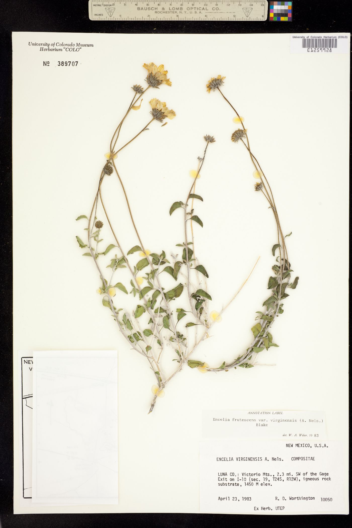 Encelia frutescens image