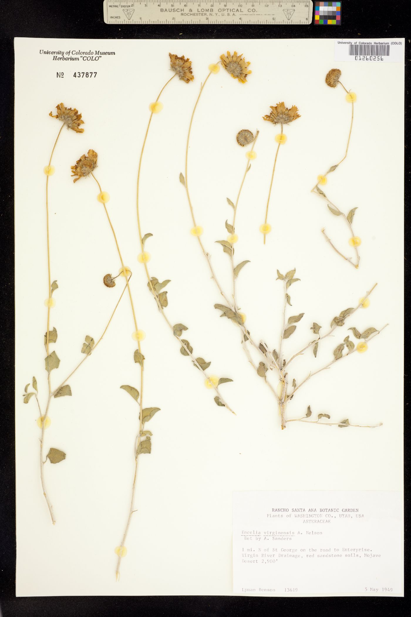 Encelia virginensis image