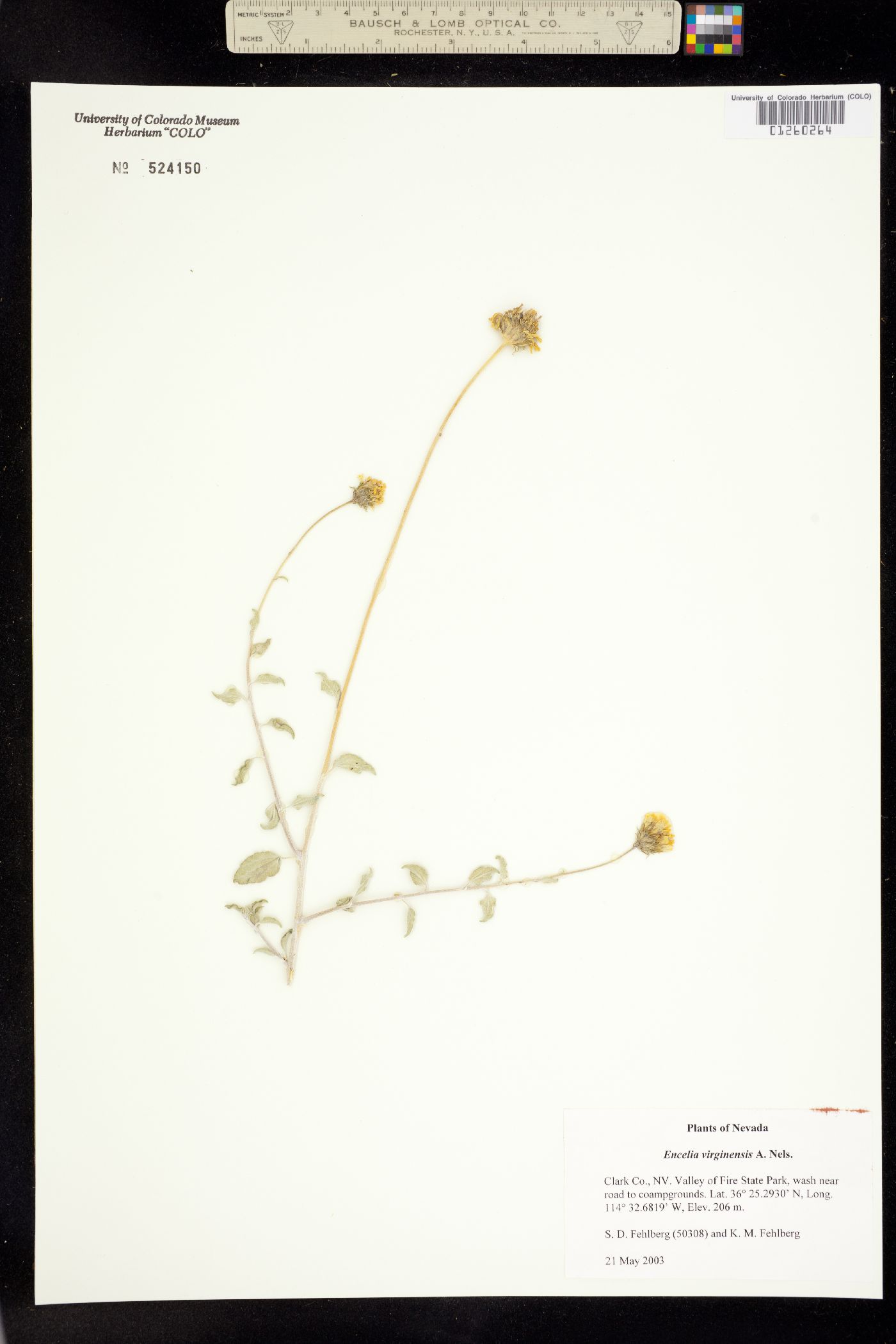 Encelia virginensis image