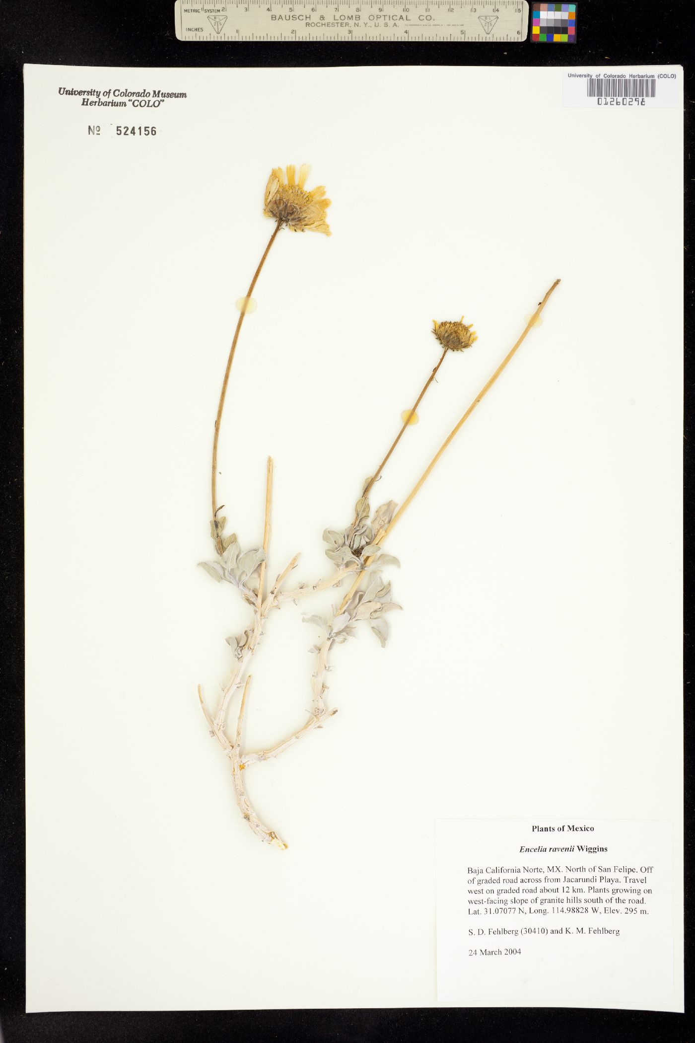 Encelia ravenii image