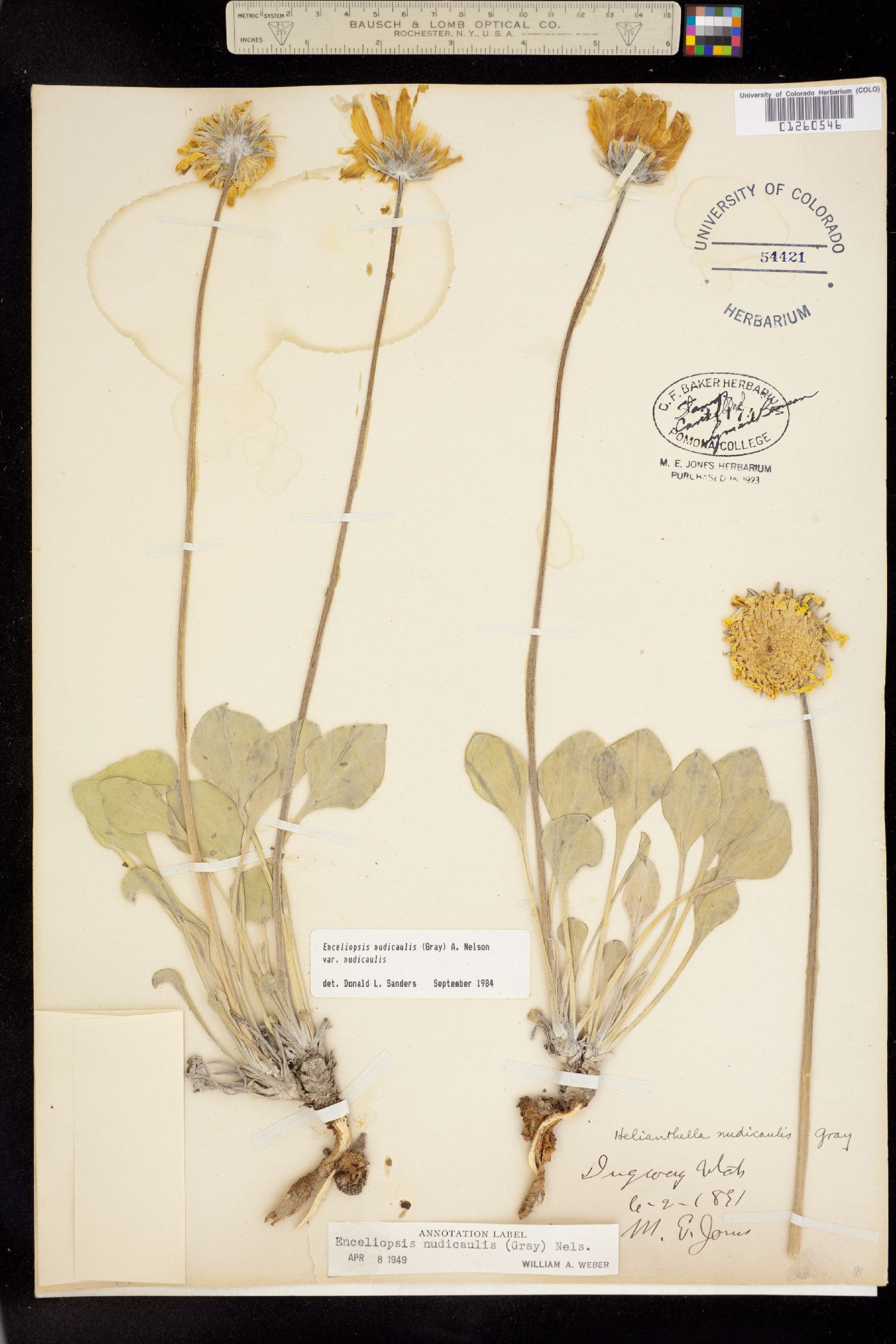Enceliopsis nudicaulis image