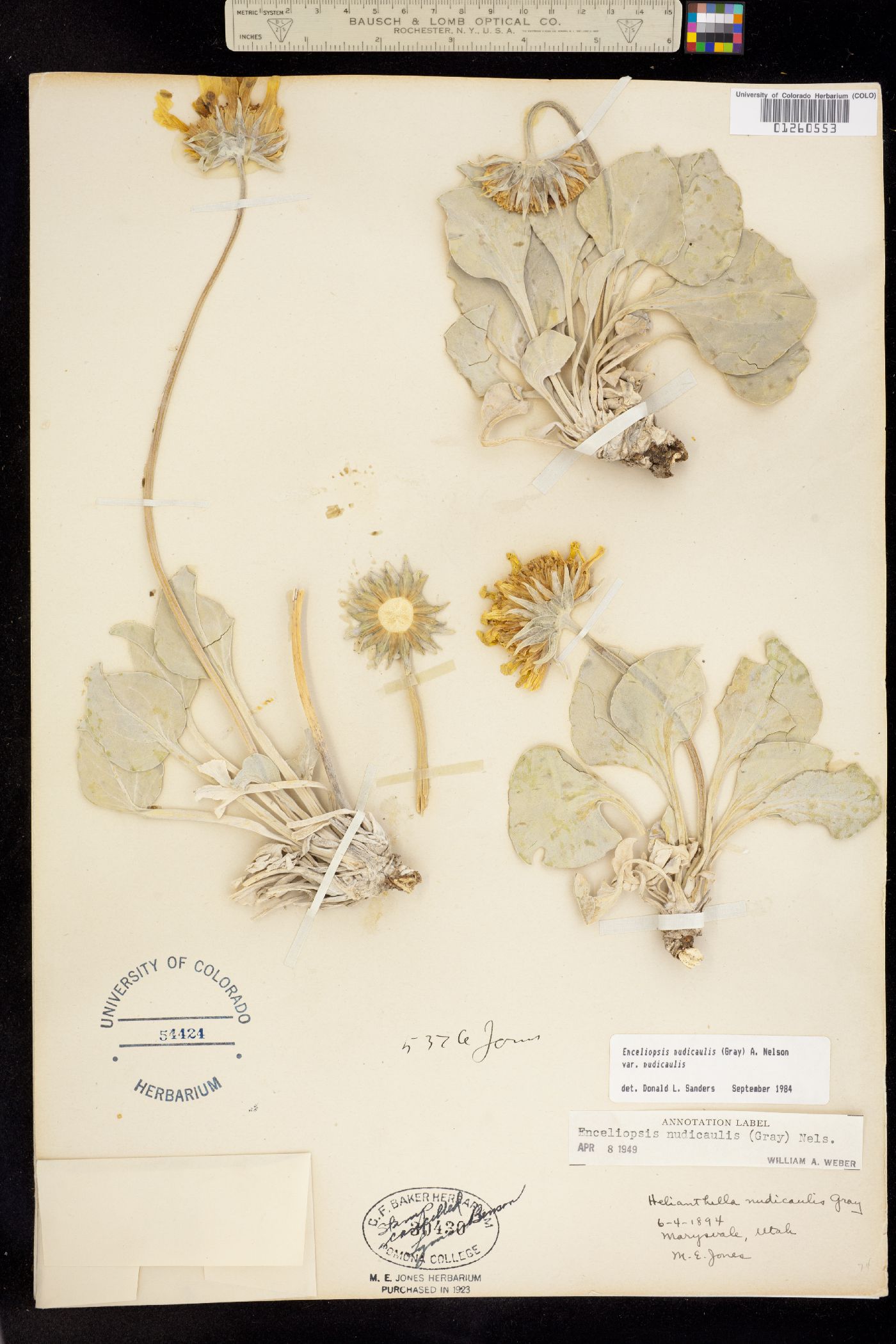 Enceliopsis nudicaulis image