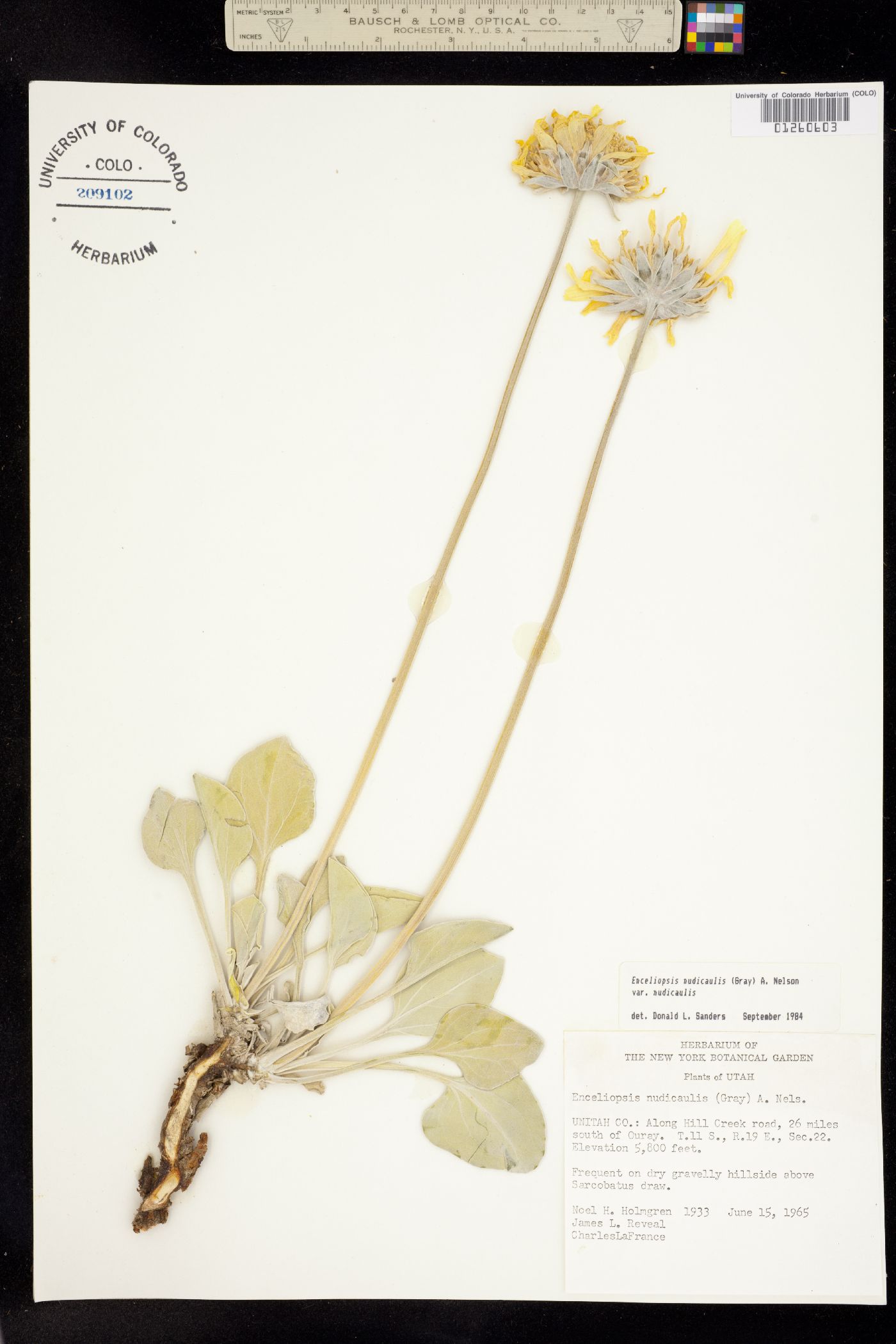 Enceliopsis nudicaulis image