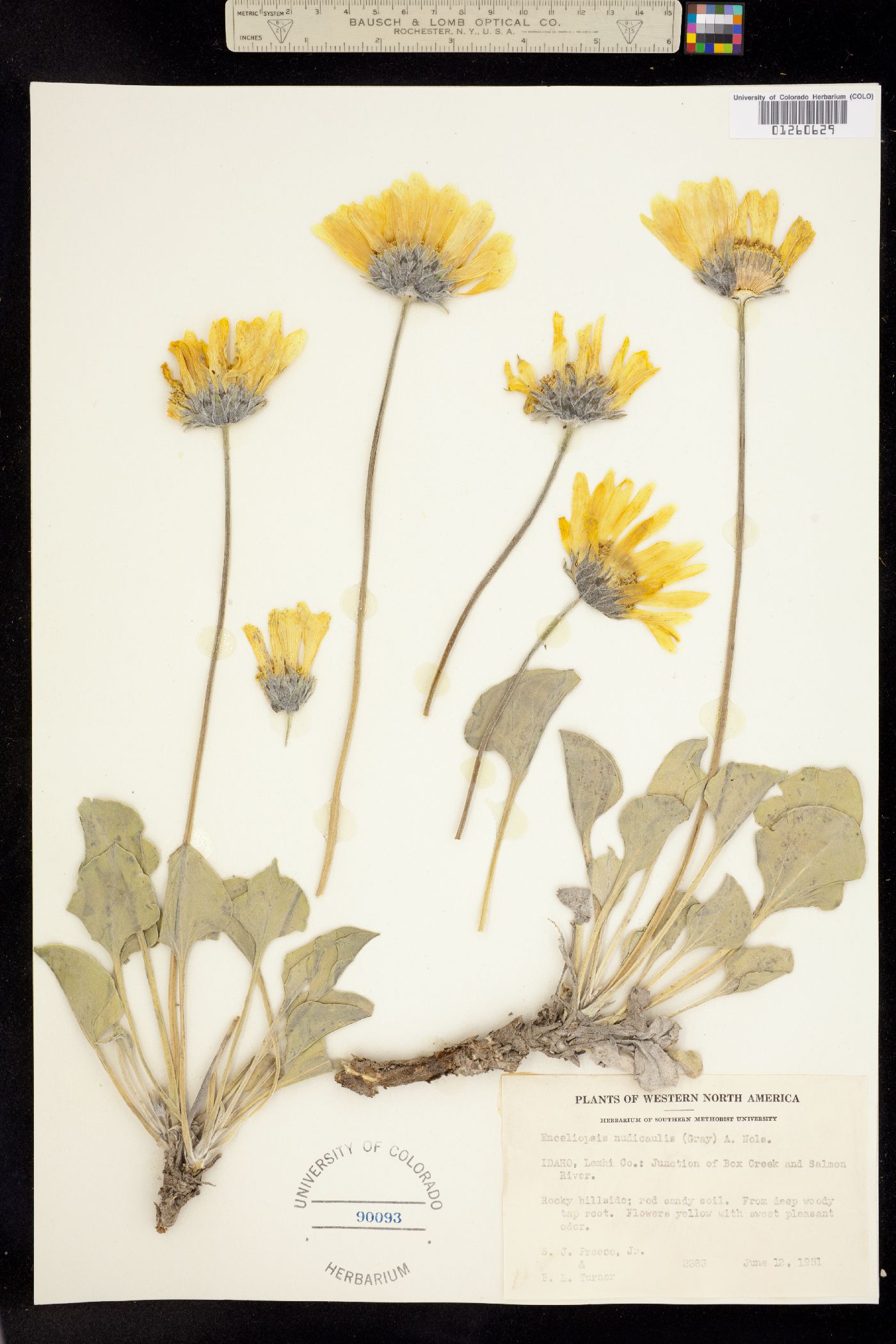 Enceliopsis nudicaulis image