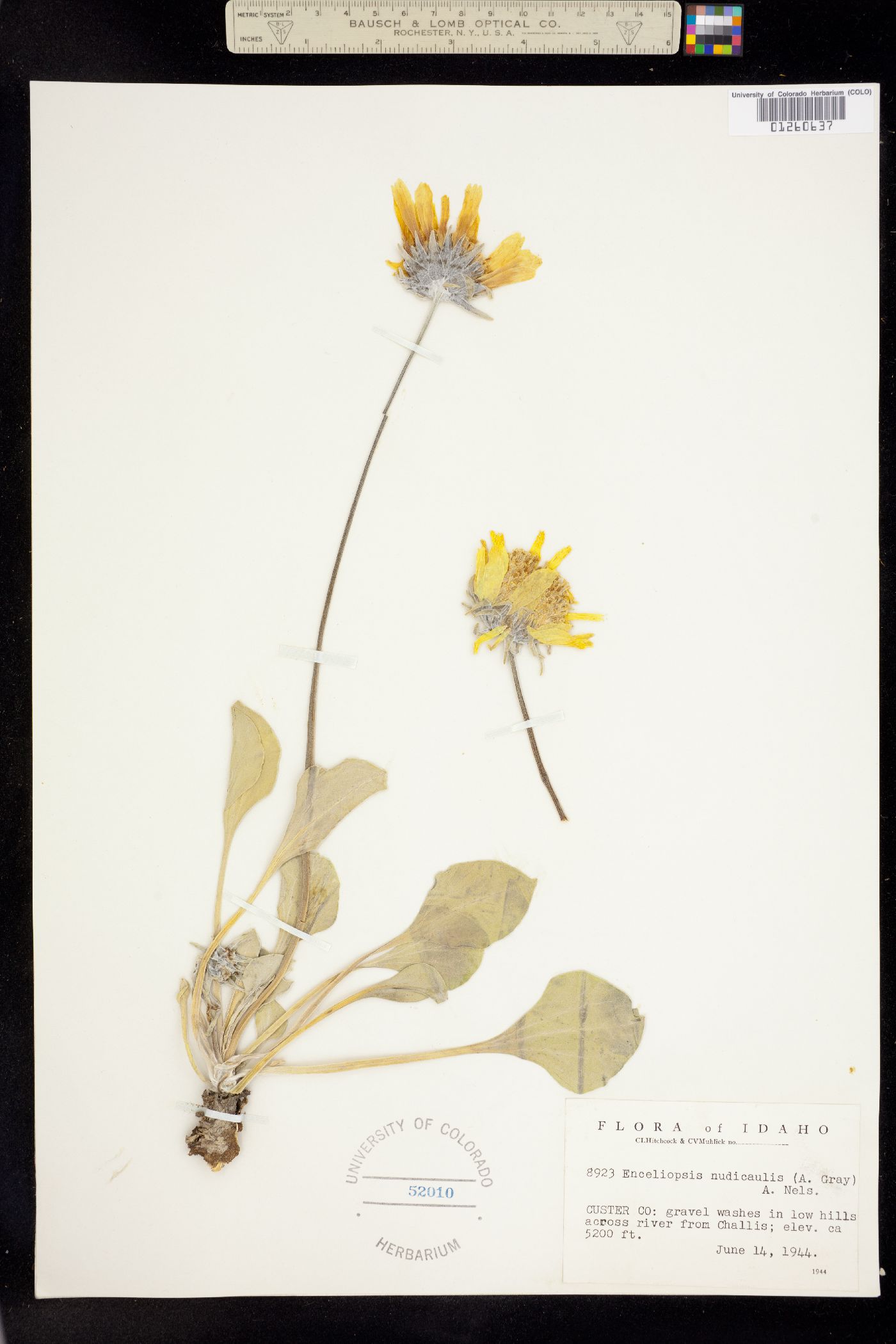 Enceliopsis nudicaulis image