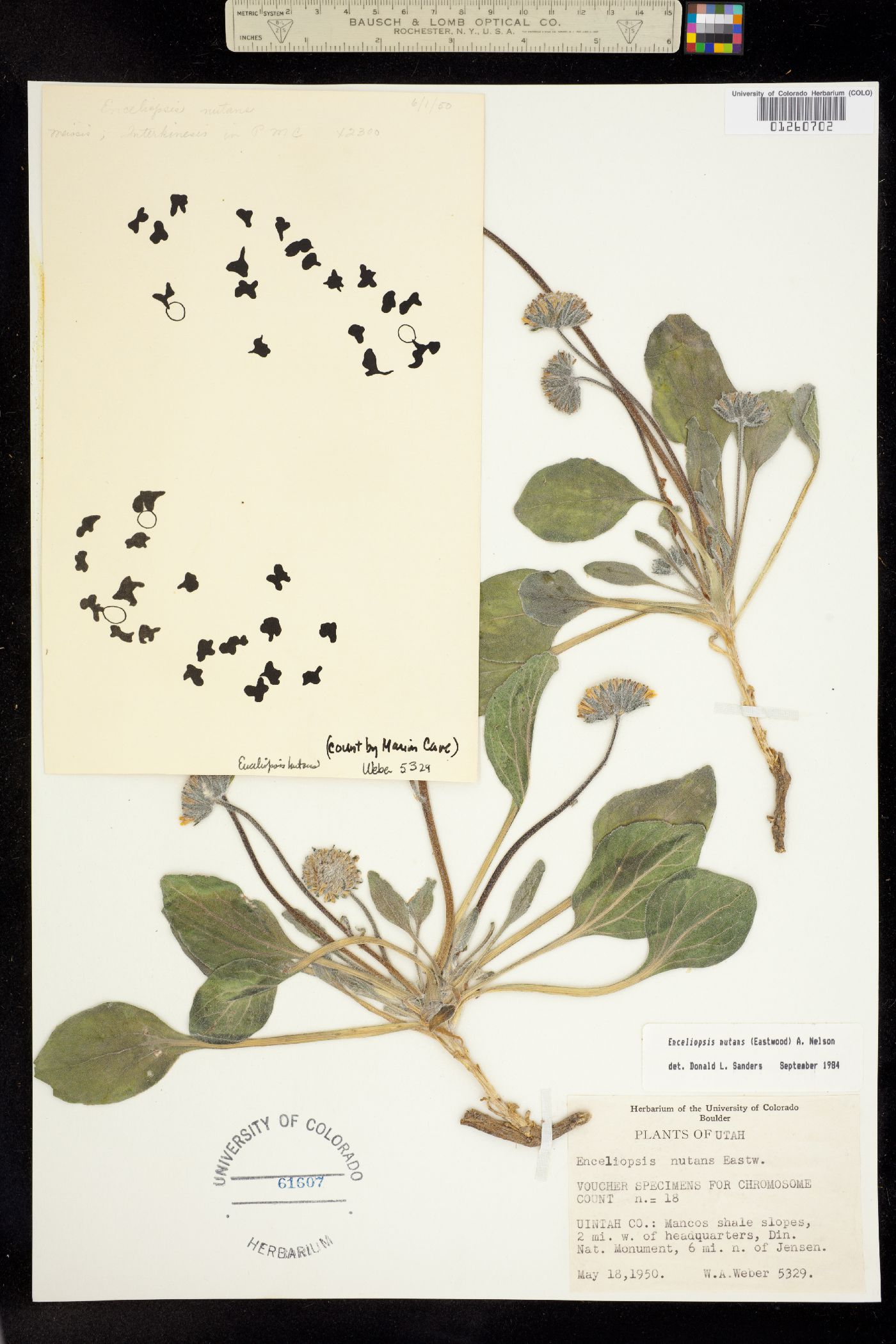Enceliopsis nutans image