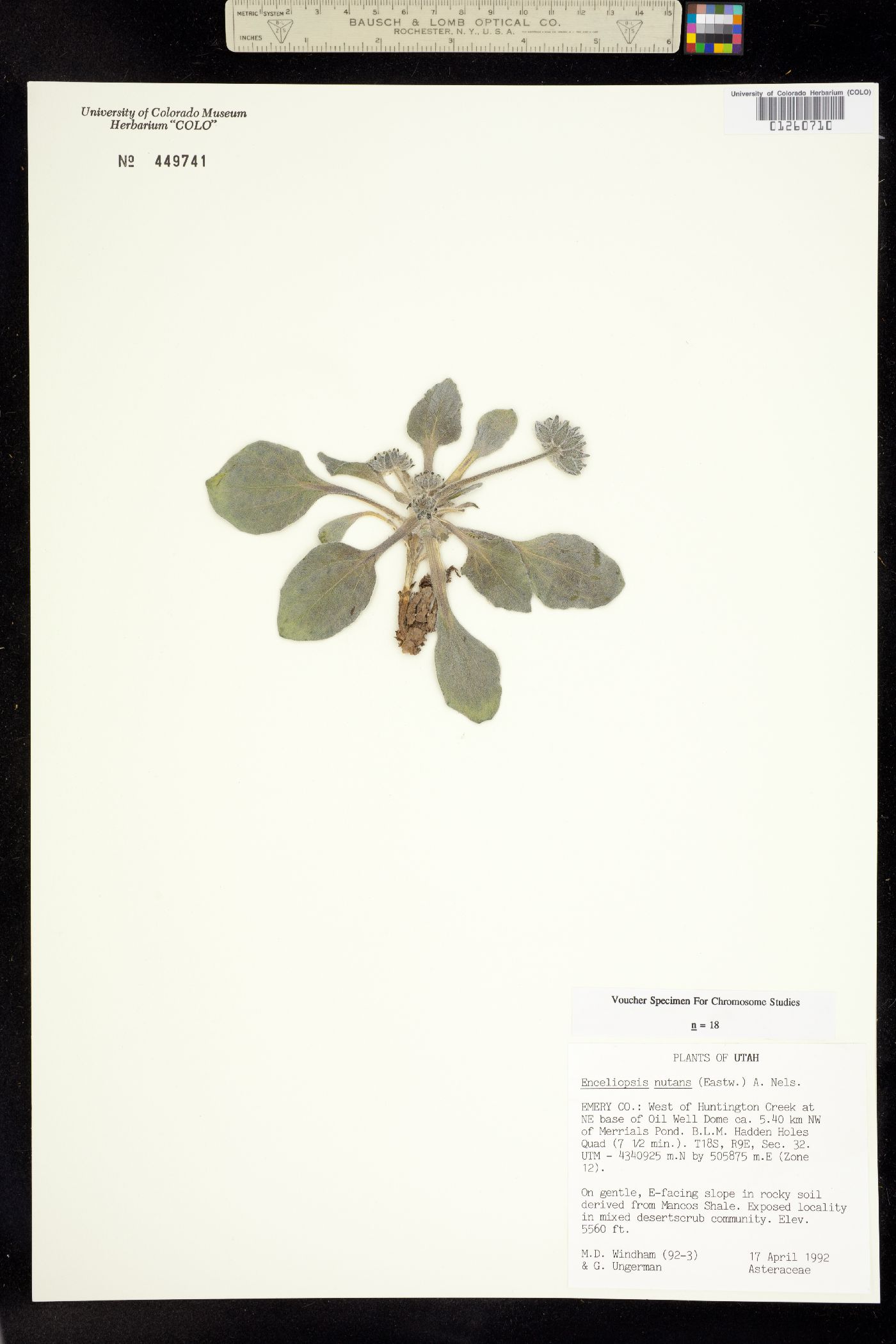 Enceliopsis nutans image