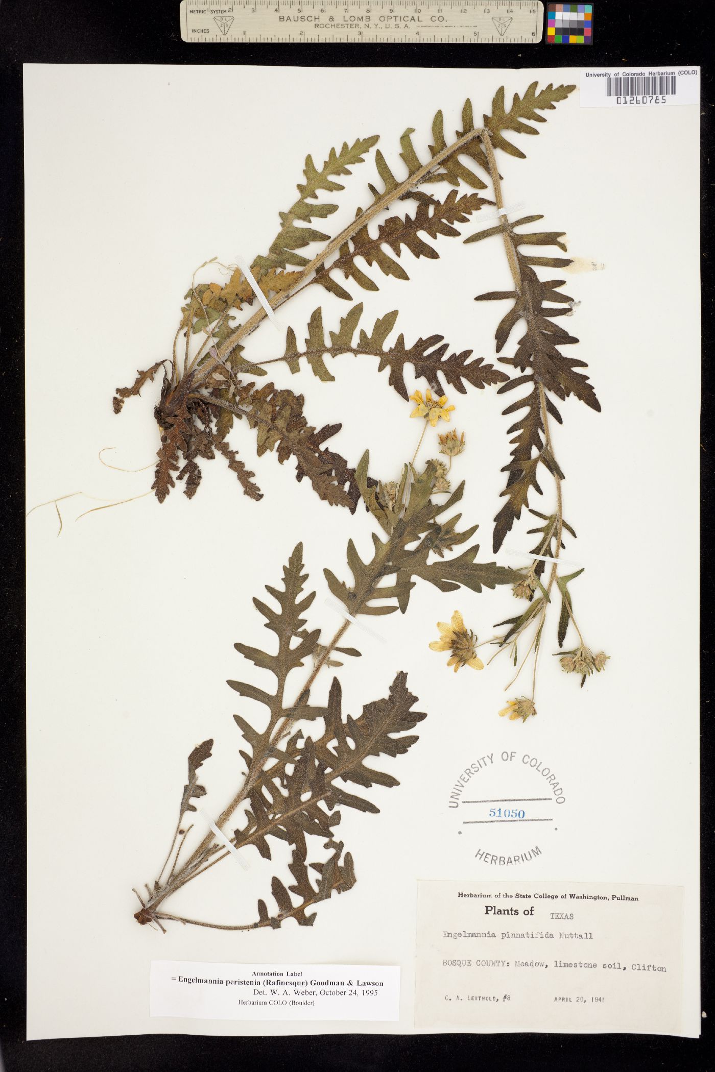 Engelmannia peristenia image