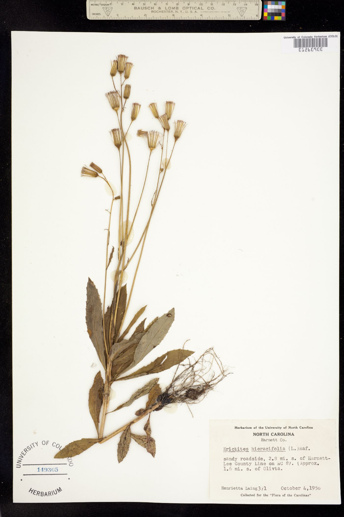 Erechtites hieraciifolius image