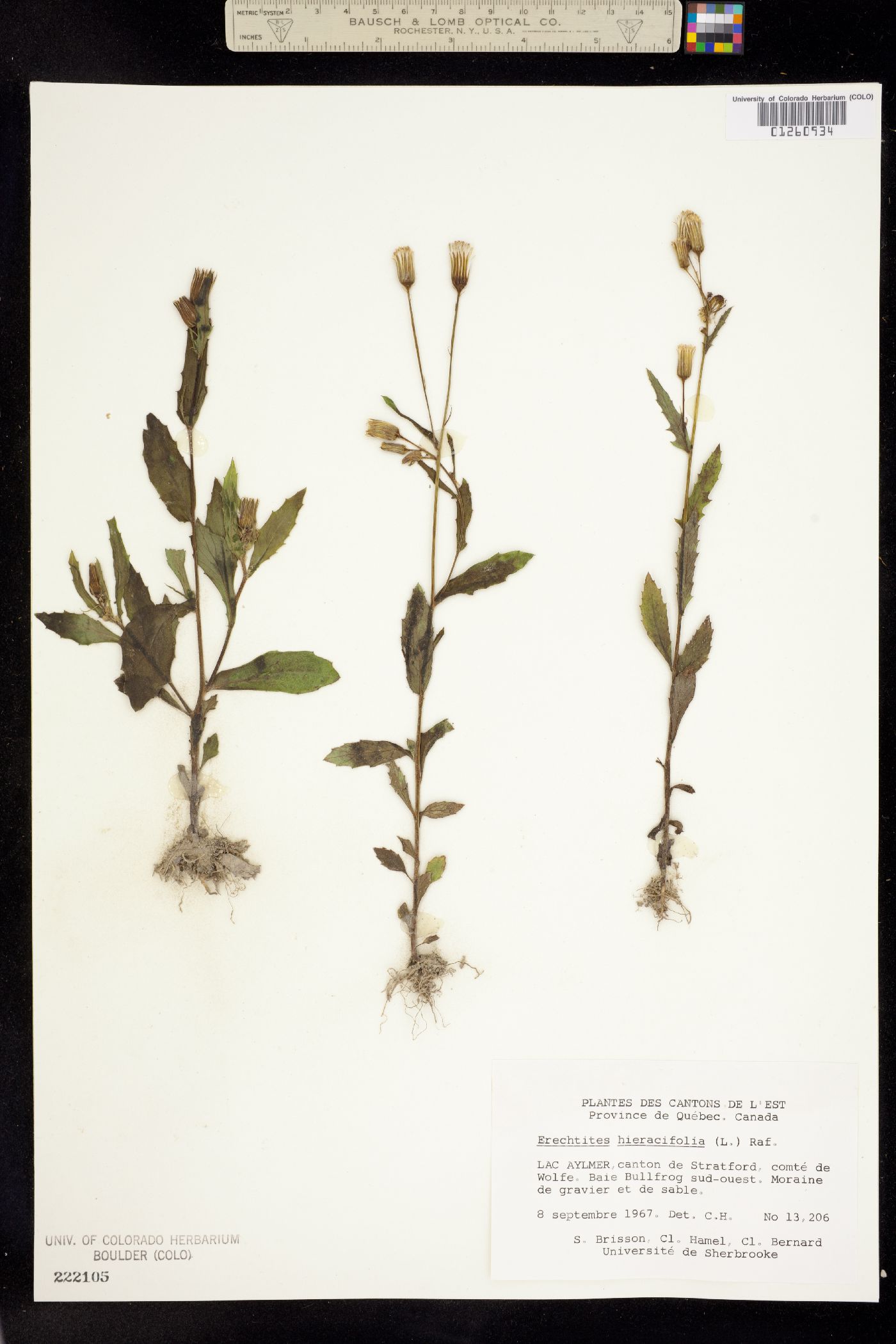 Erechtites hieraciifolius image