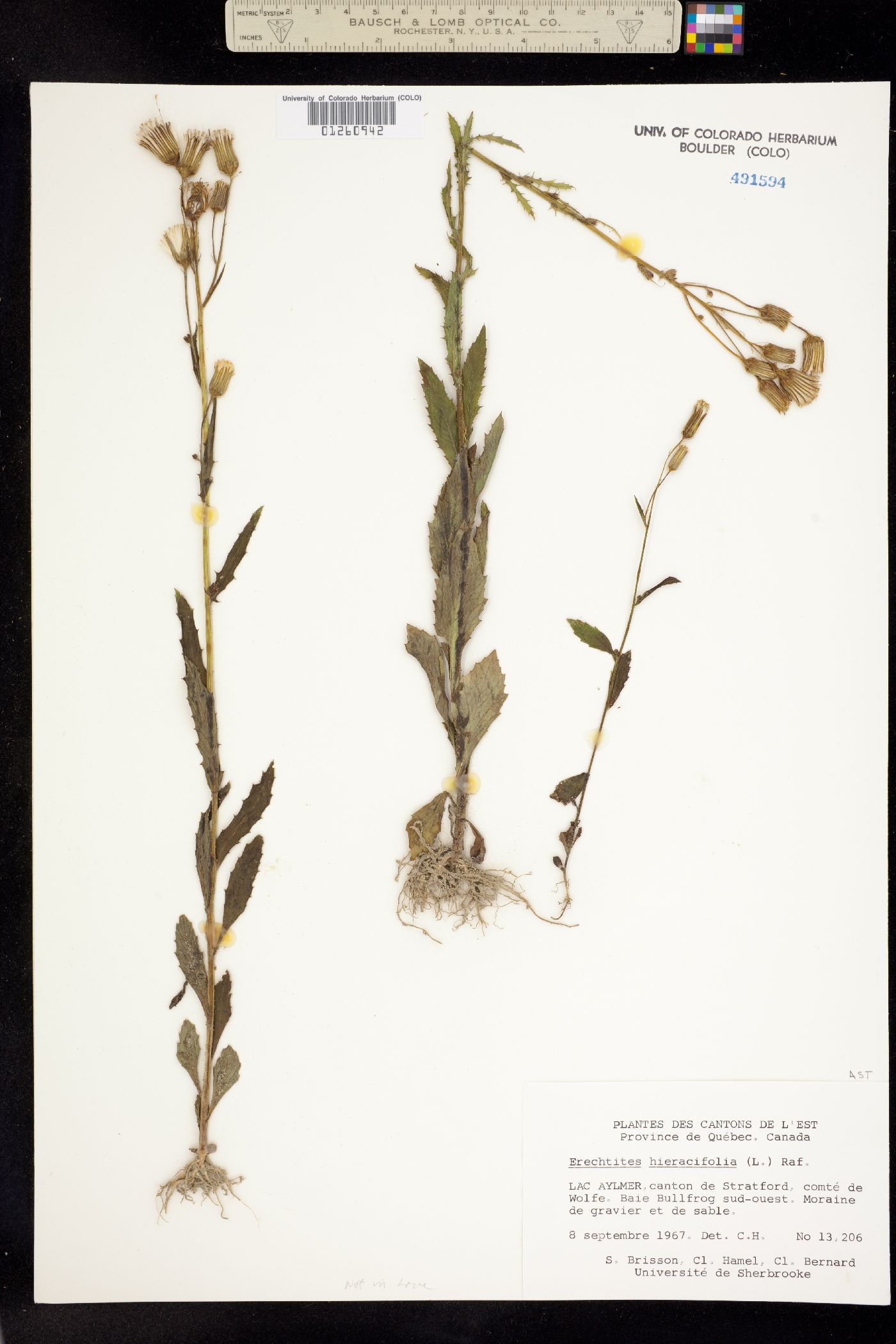 Erechtites hieraciifolius image